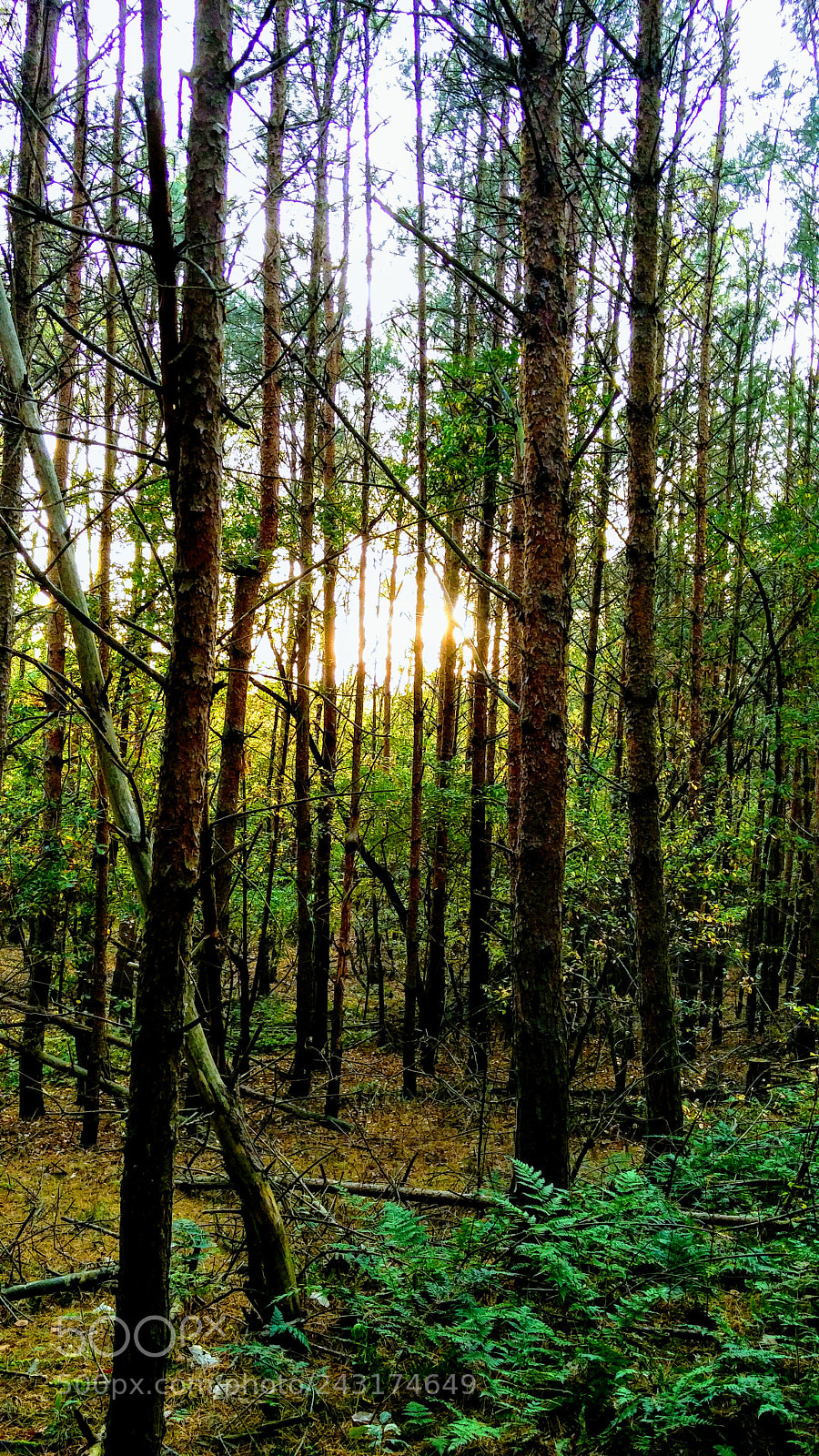 OnePlus 2 sample photo. Autumn forrest sunset photography