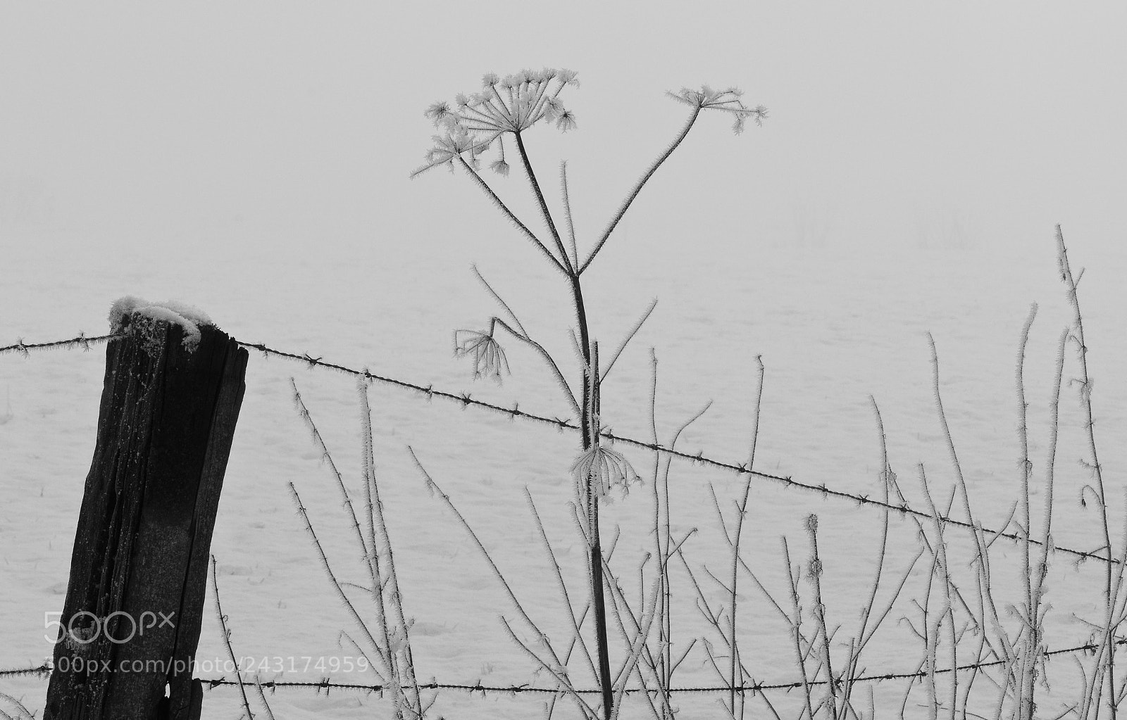 Nikon D90 sample photo. Rauhreif photography