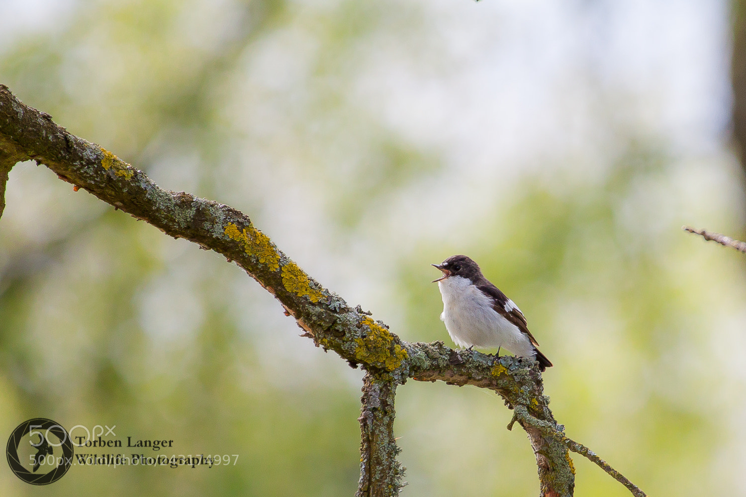 Canon EOS 500D (EOS Rebel T1i / EOS Kiss X3) sample photo. Pied flycatcher photography
