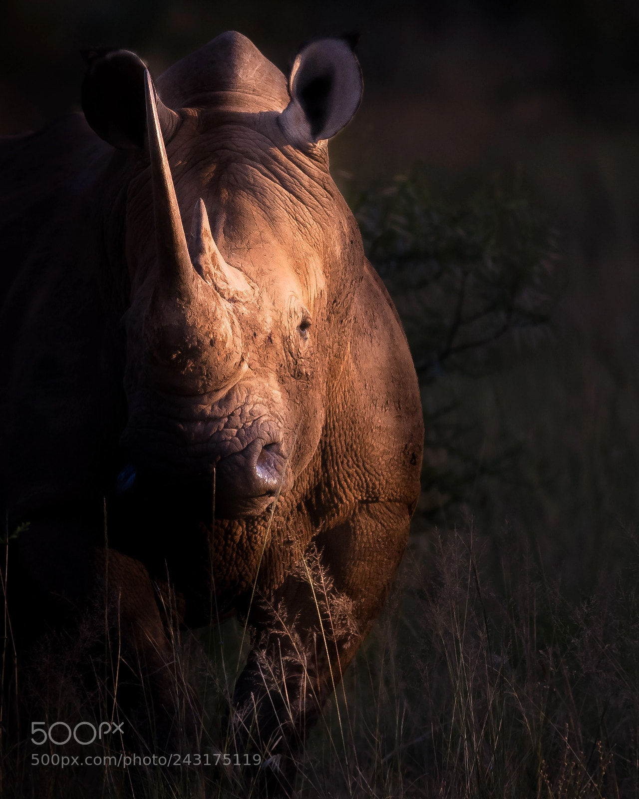 Nikon D200 sample photo. Rhino profile photography