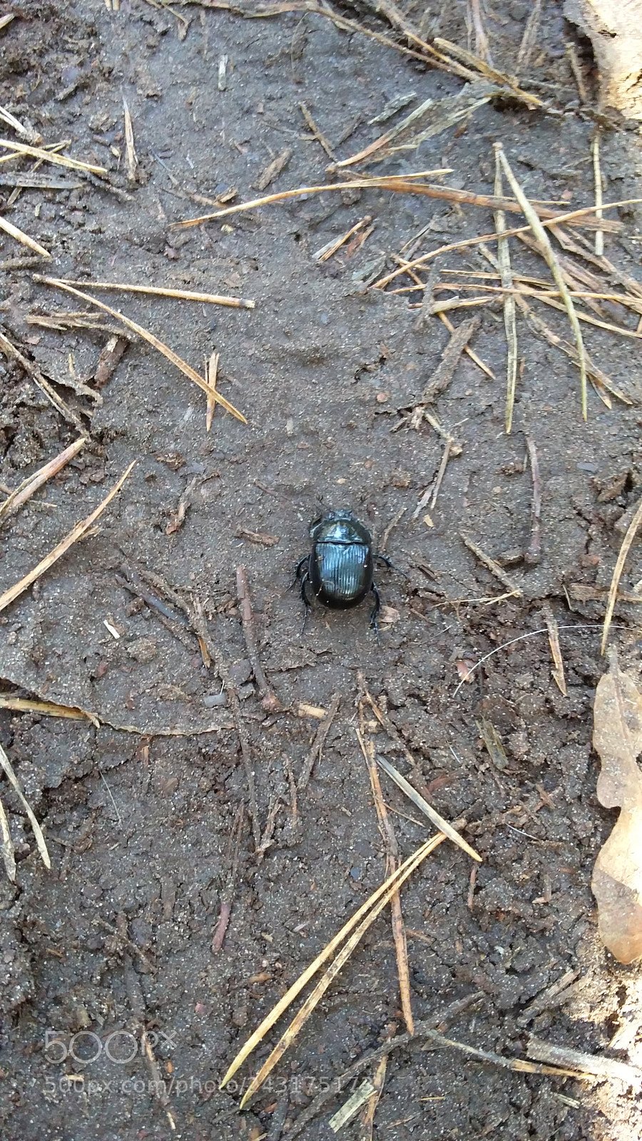 OnePlus 2 sample photo. Beetle photography