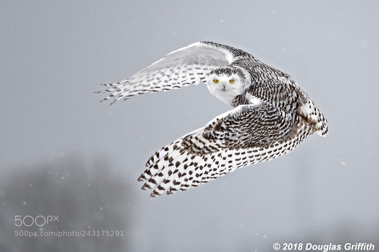 Nikon D500 sample photo. Female snowy owl bubo photography