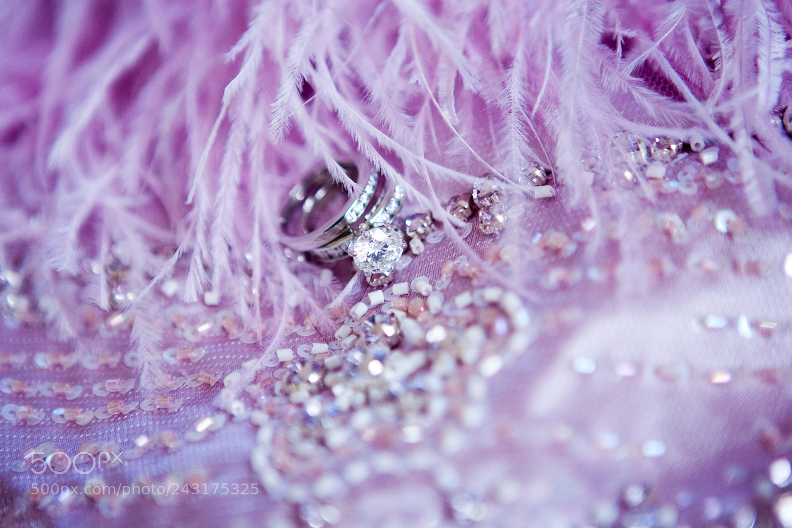 Canon EOS-1D Mark II sample photo. Untitled photography