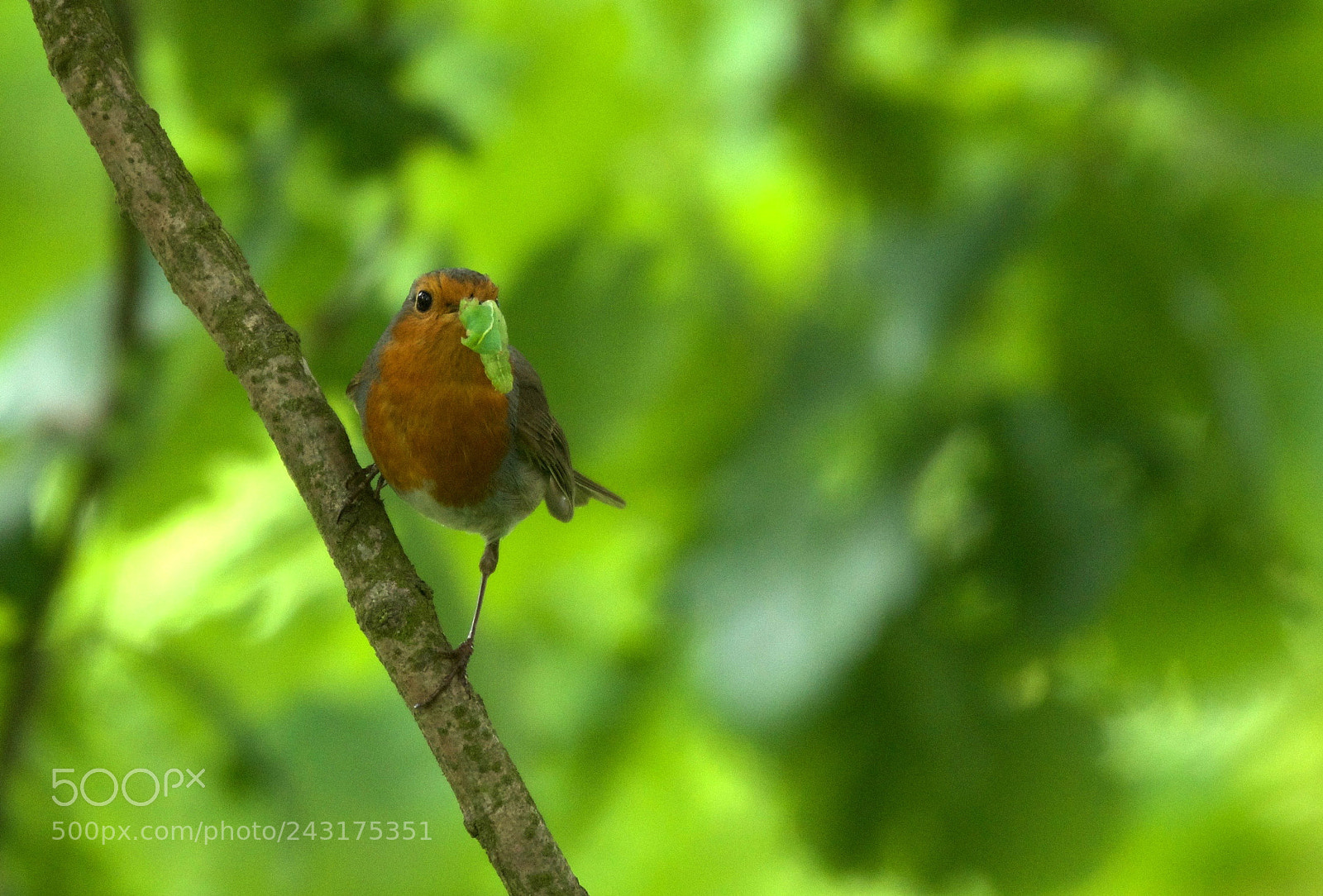 Nikon D5100 sample photo. Hungry robin photography