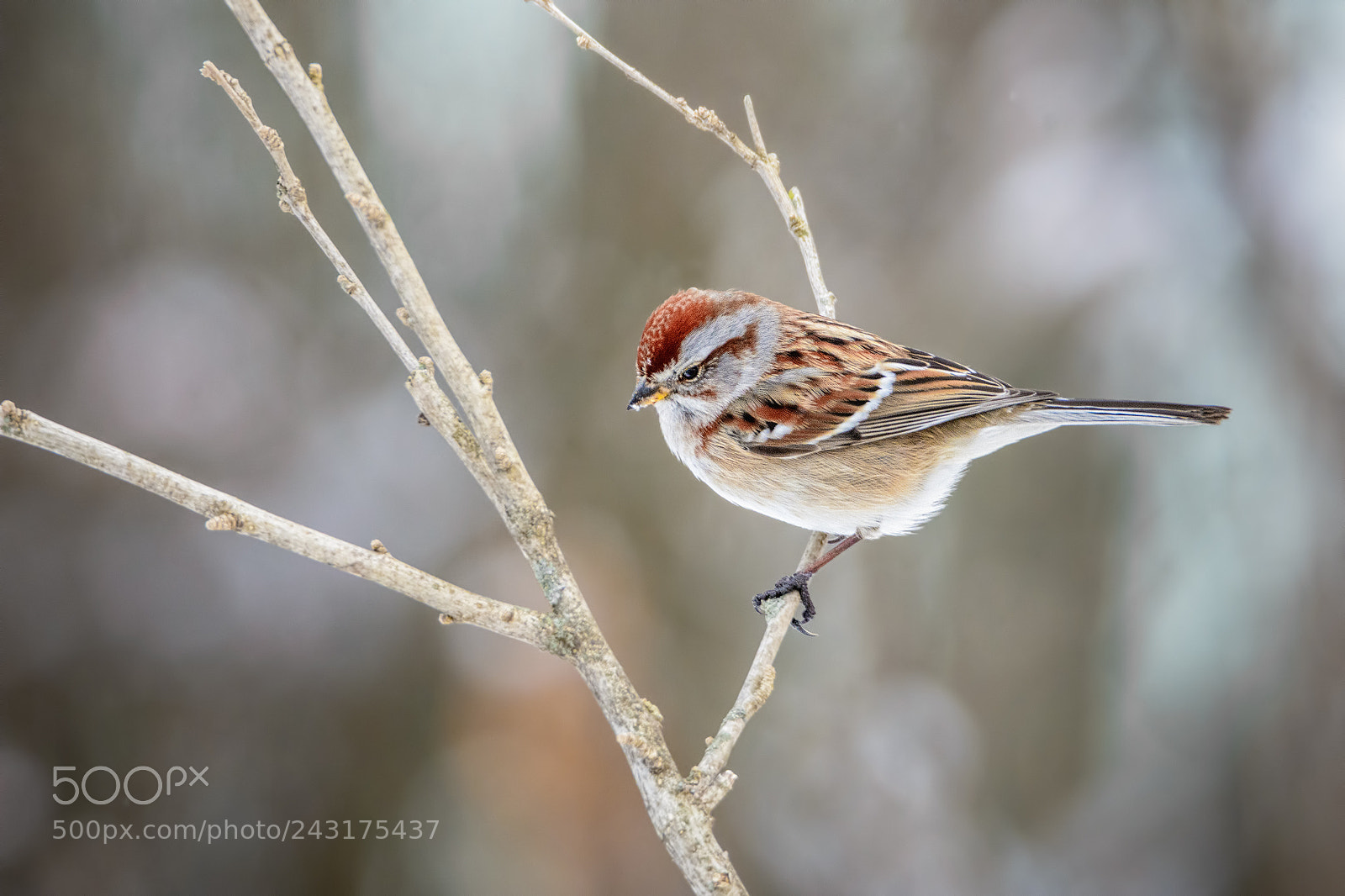 Nikon D7100 sample photo. Tree sparrow #6 photography