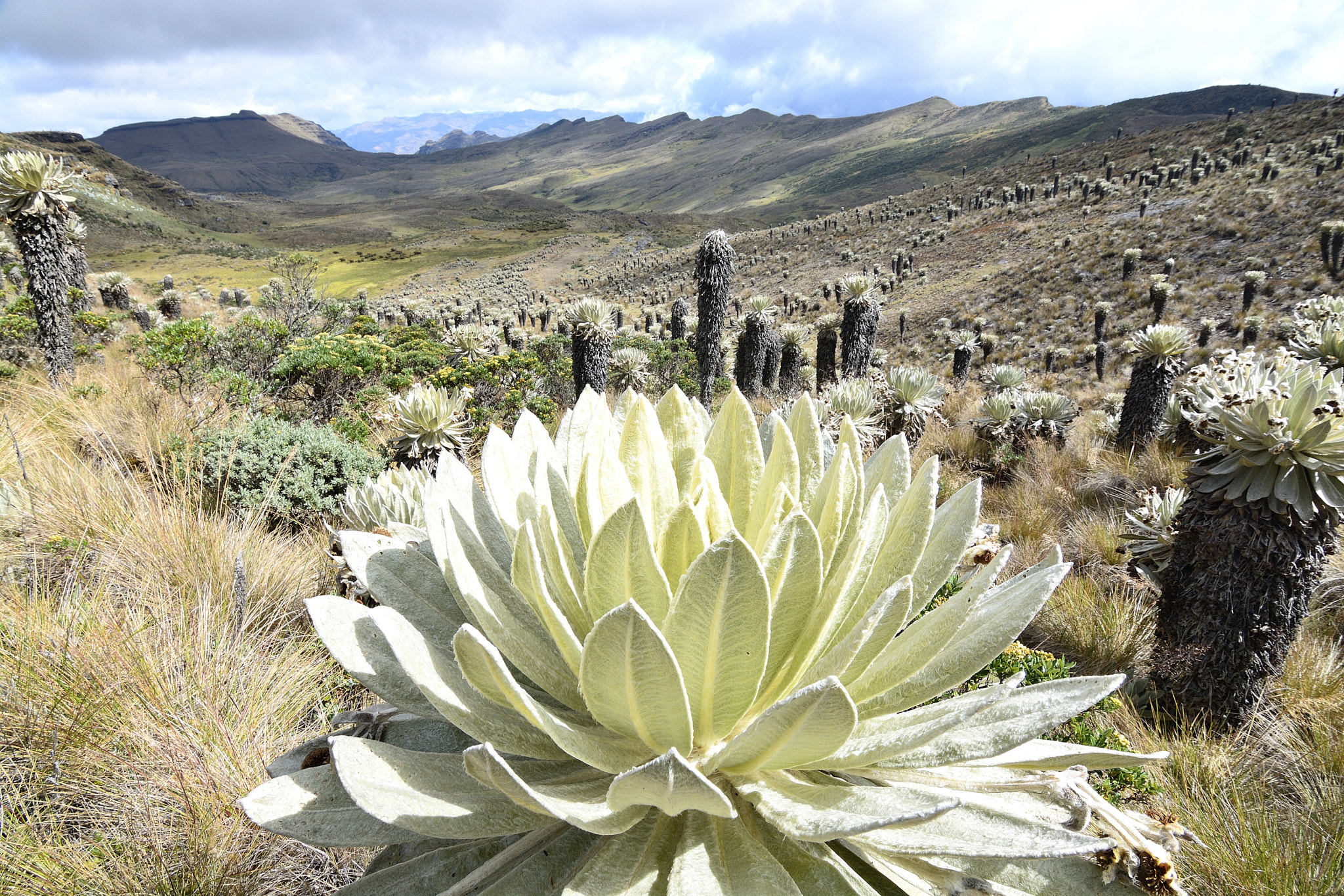 Nikon D7100 sample photo. Frailejones photography