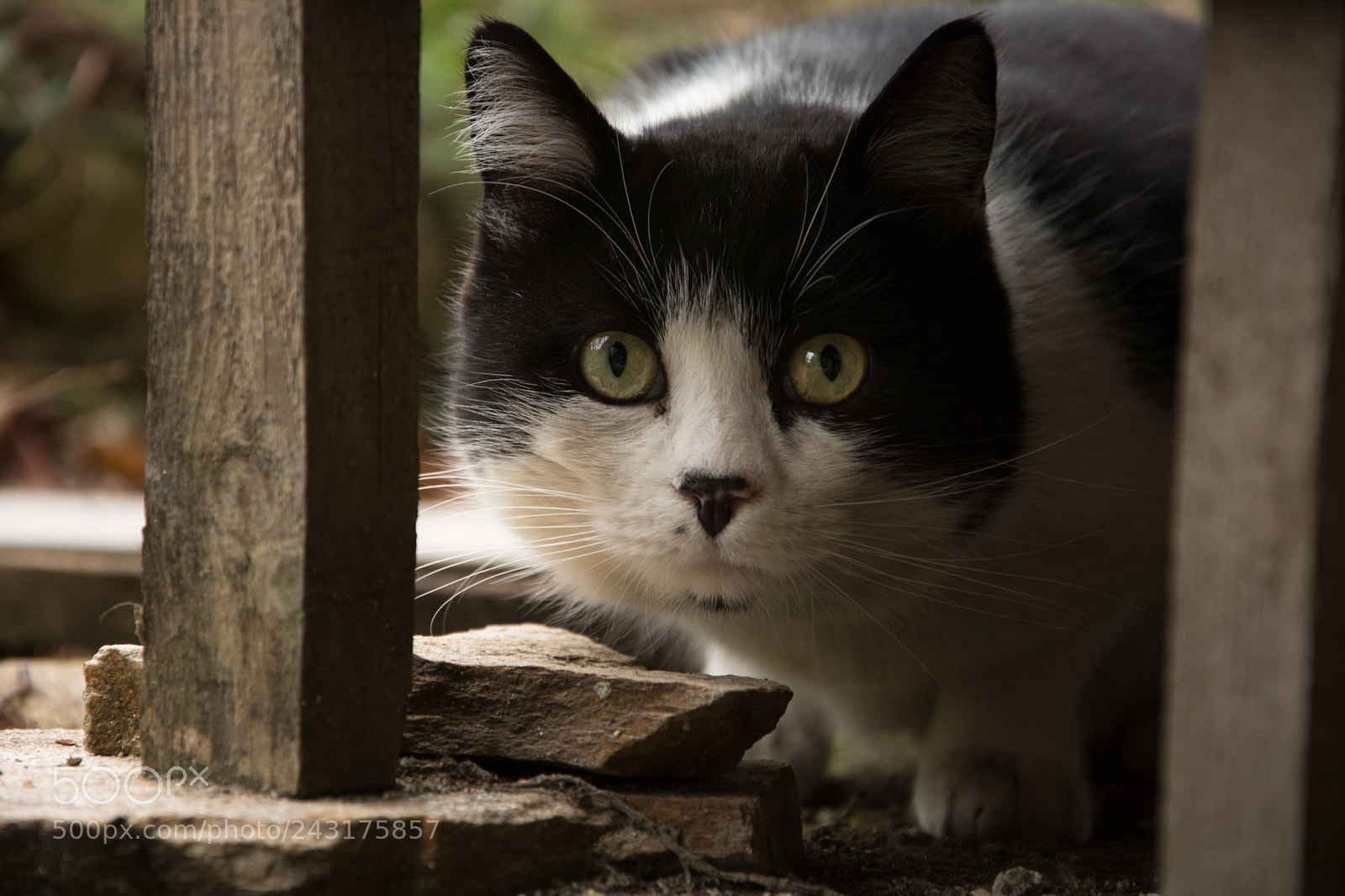 Nikon D7100 sample photo. Cat photography