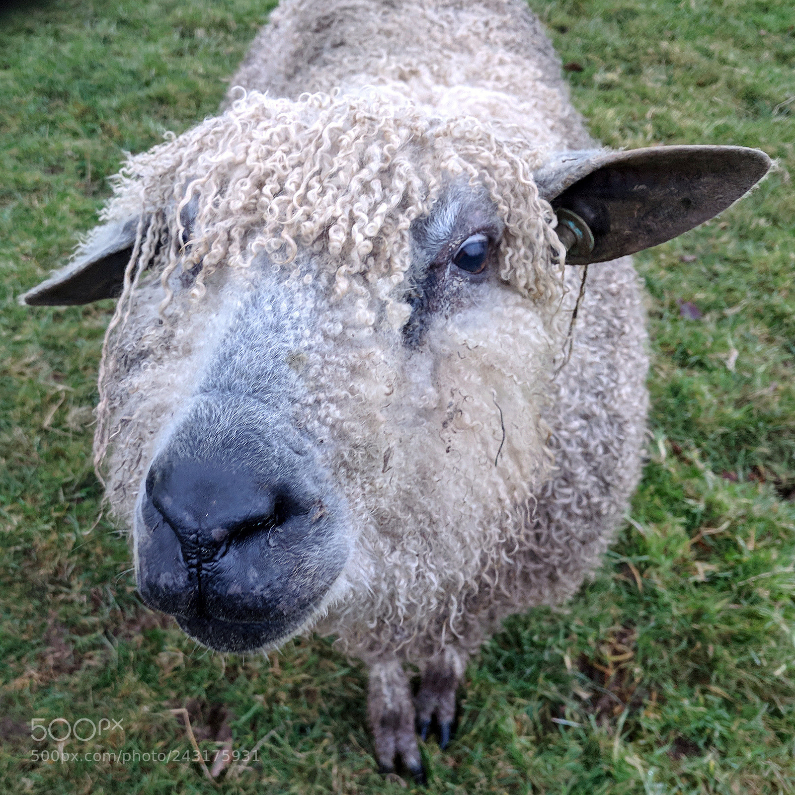 Google Pixel sample photo. Sheep photography