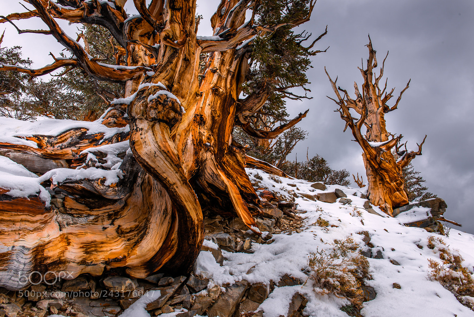 Nikon D800 sample photo. Against the storm photography