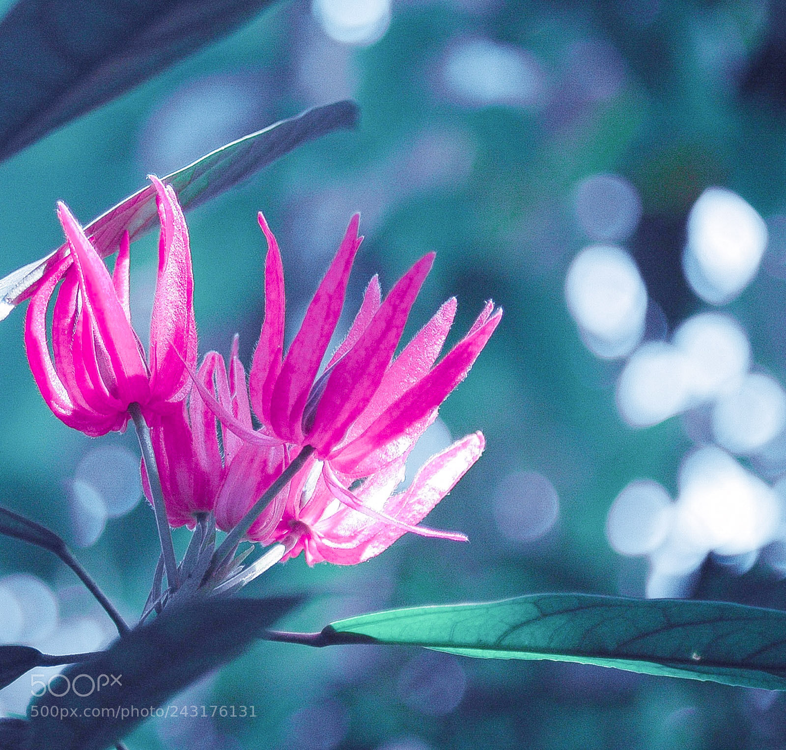 Nikon D70 sample photo. Blue pink flower photography
