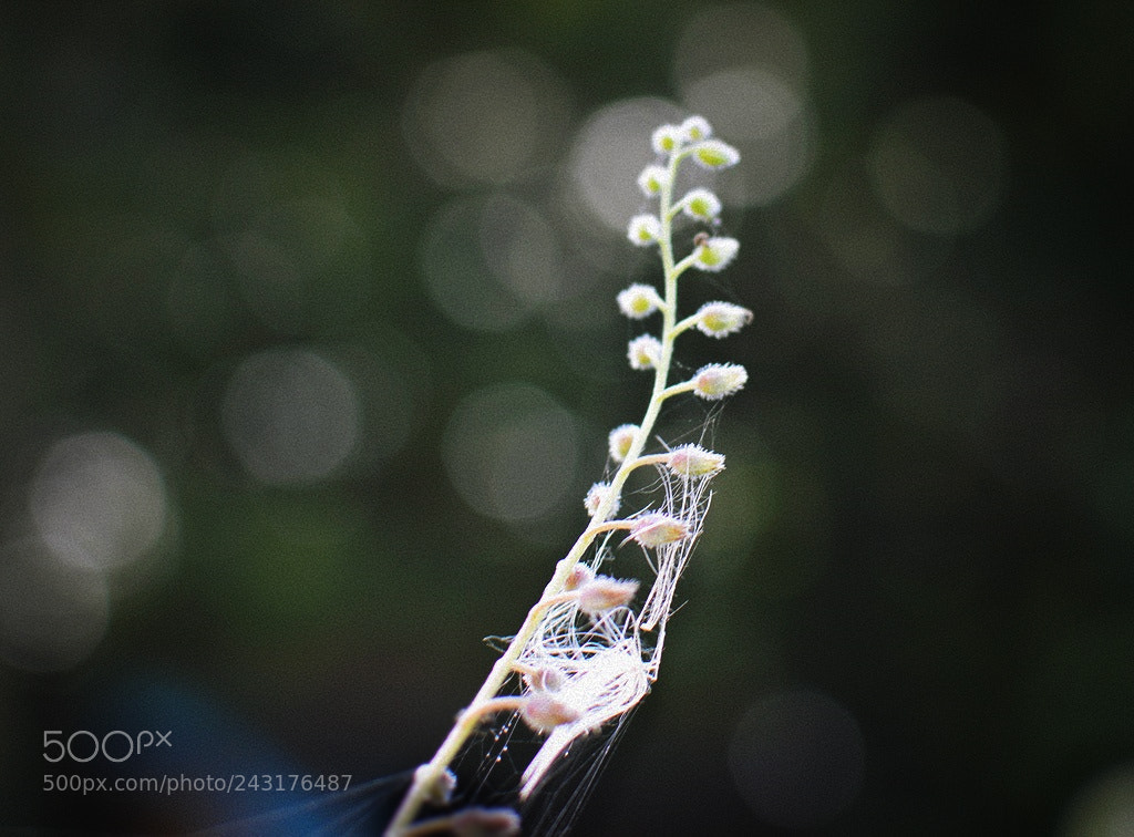 Nikon D3200 + Nikon AF-S DX Nikkor 35mm F1.8G sample photo. *** photography