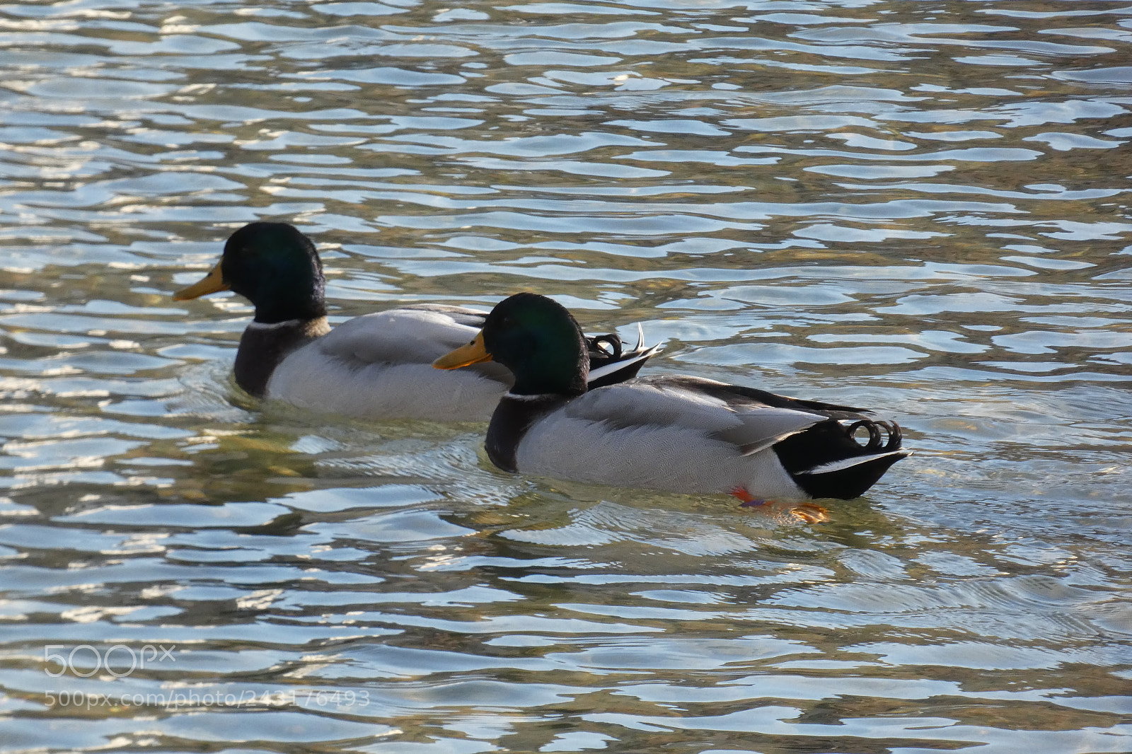 Panasonic Lumix DC-FZ80 (Lumix DC-FZ82) sample photo. Ducks photography