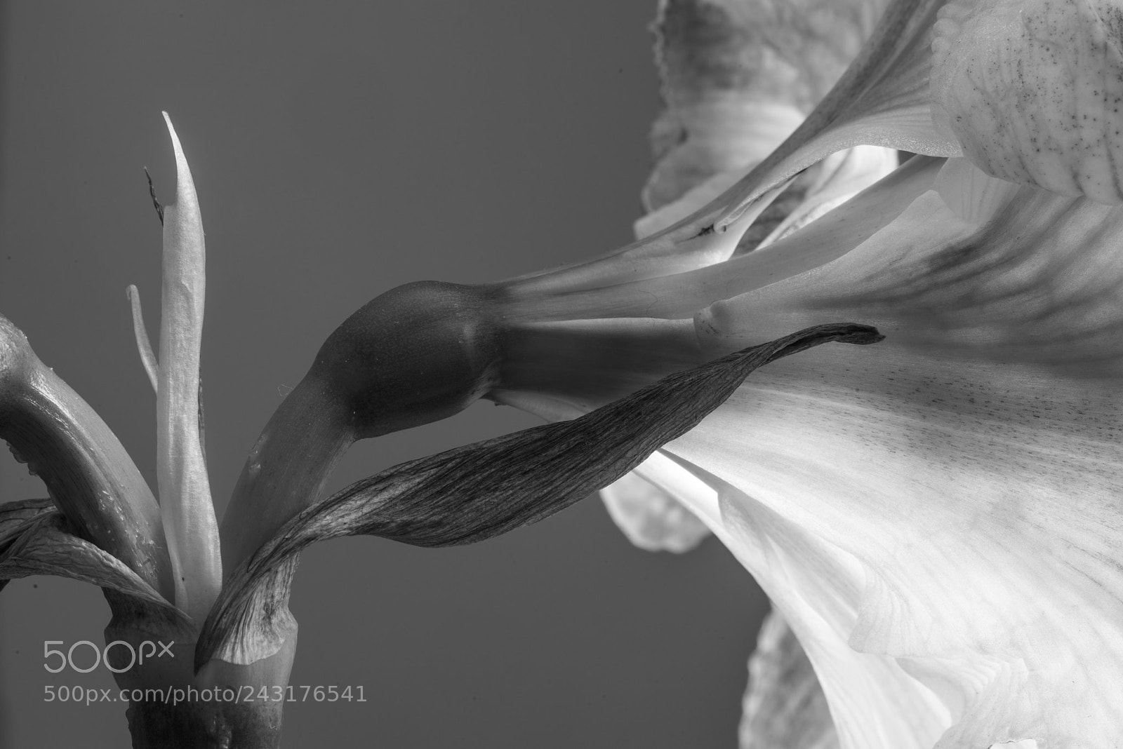 Pentax K-1 sample photo. Hippeastrum (amaryllis) sideview study 1 photography