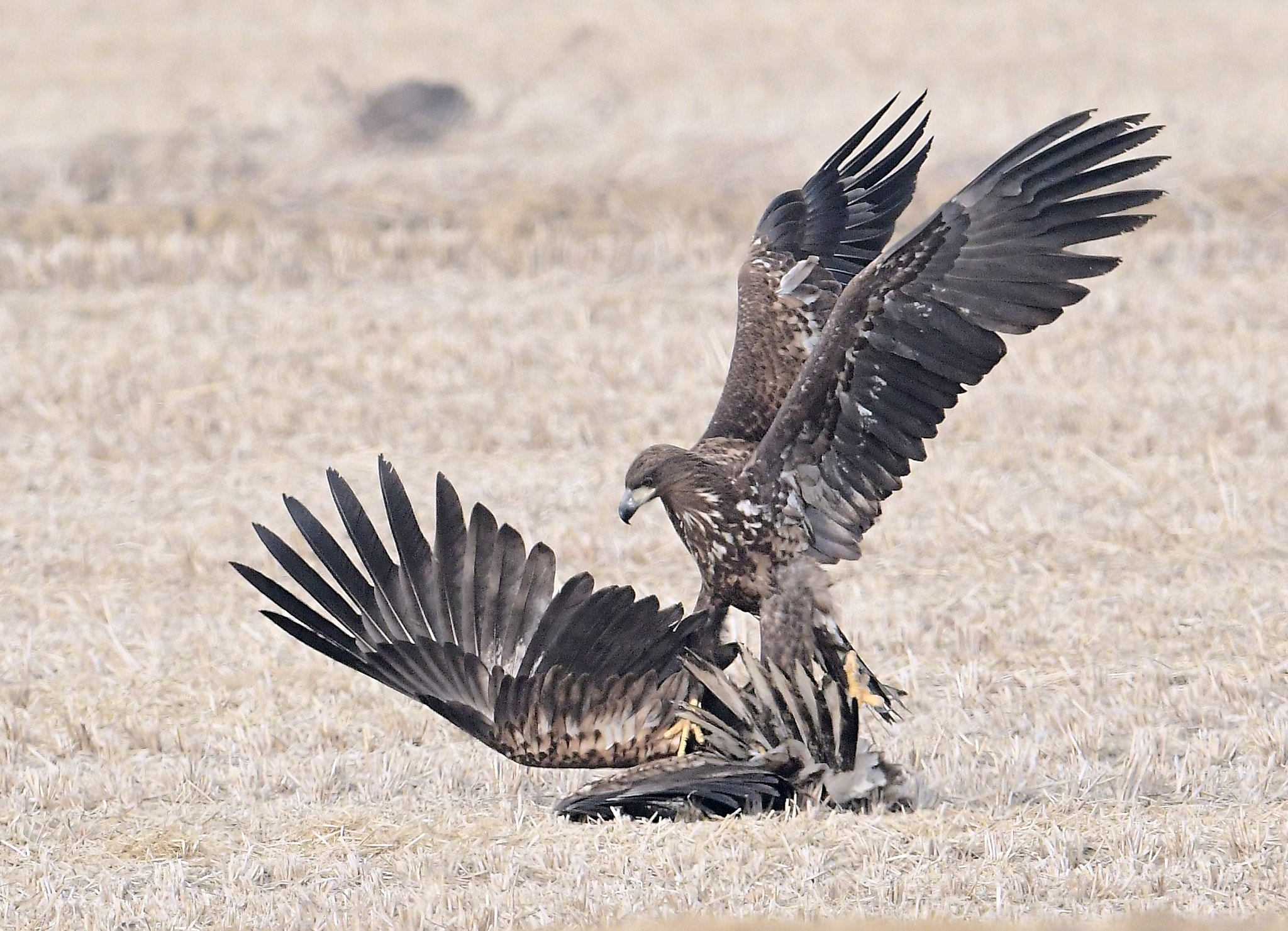 Nikon D500 + Nikon AF-S Nikkor 600mm F4G ED VR sample photo. White tailed  sea eagle photography