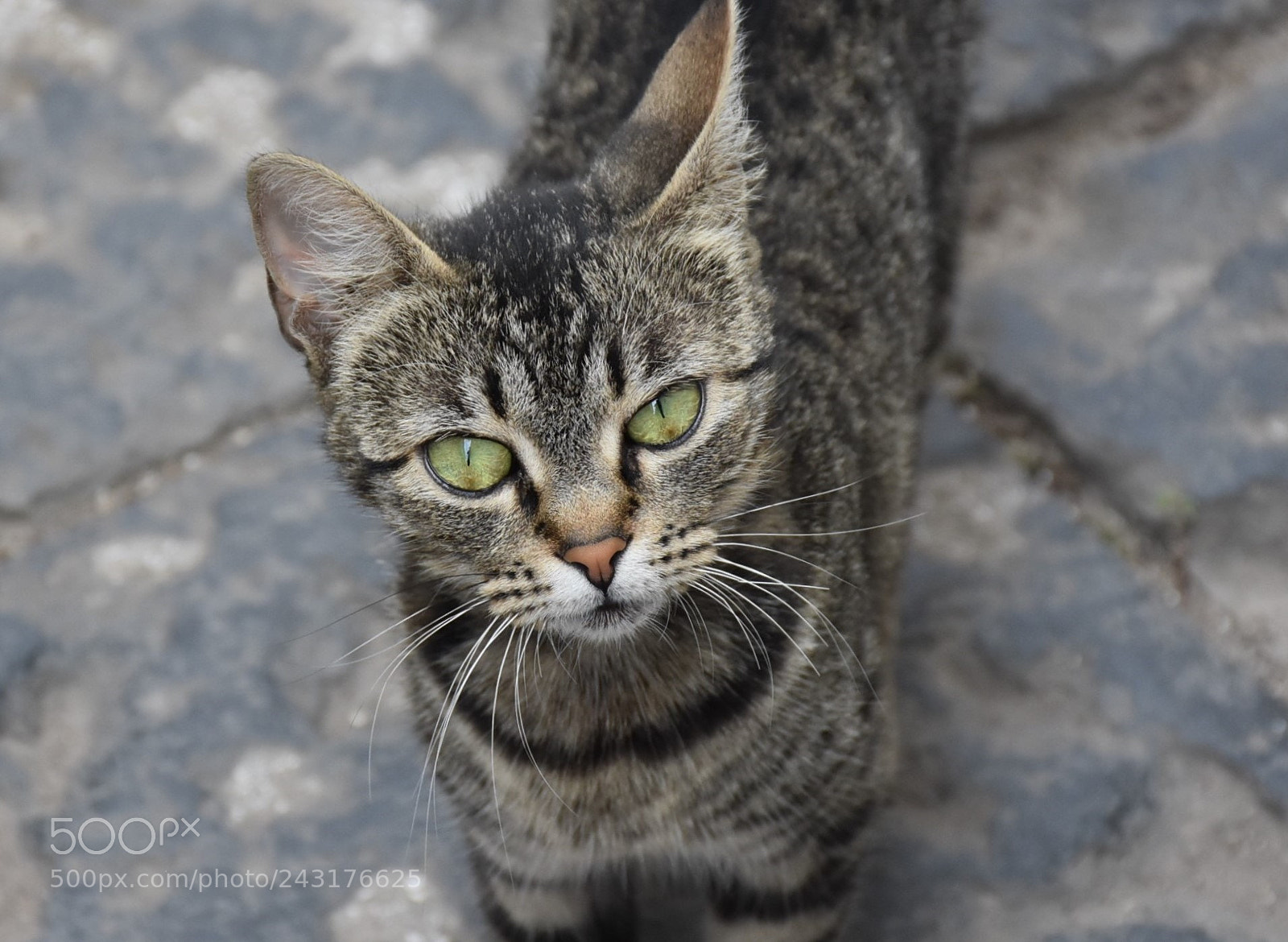 Nikon D7200 sample photo. Untitled photography