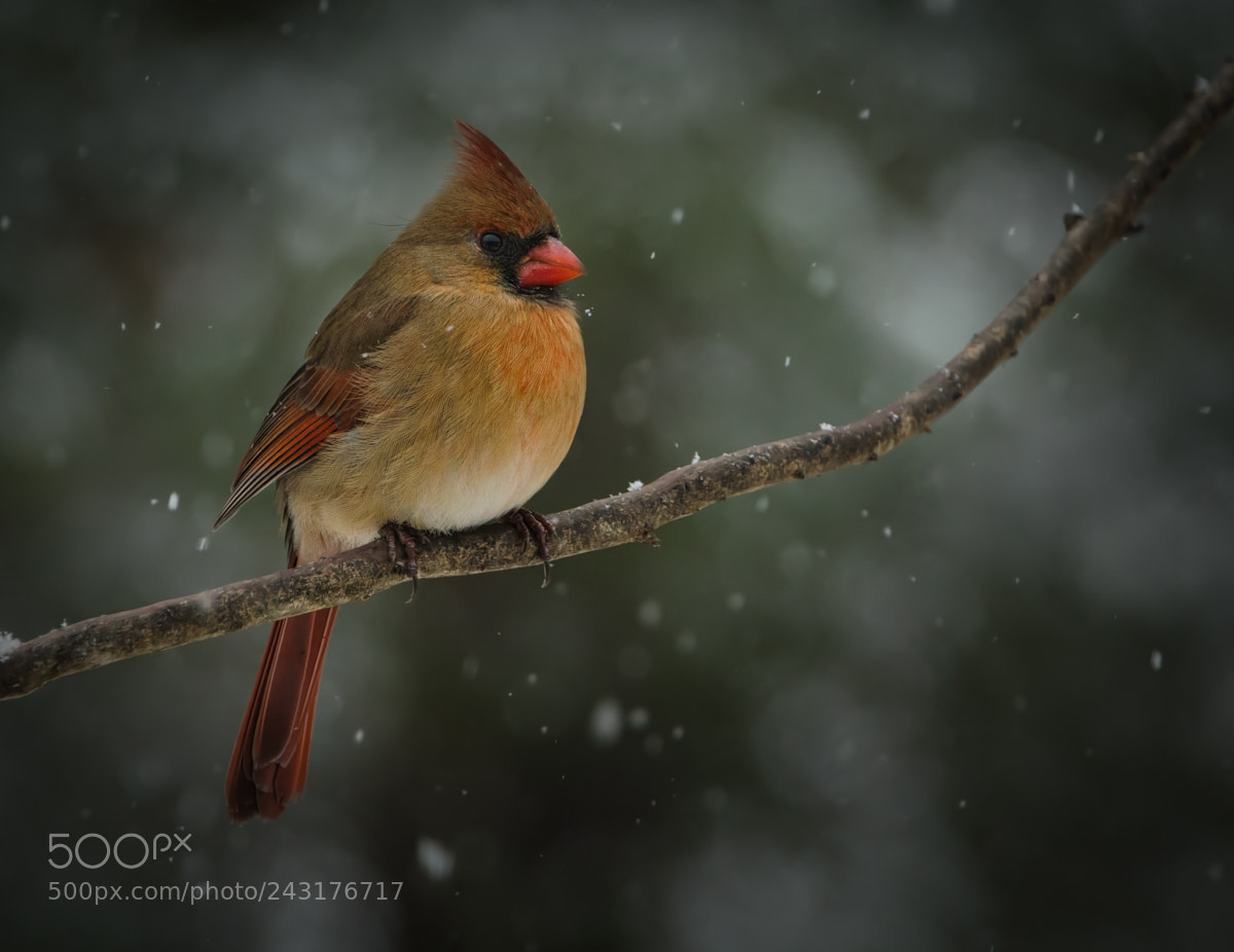 Nikon D5100 sample photo. Cold cardinal photography