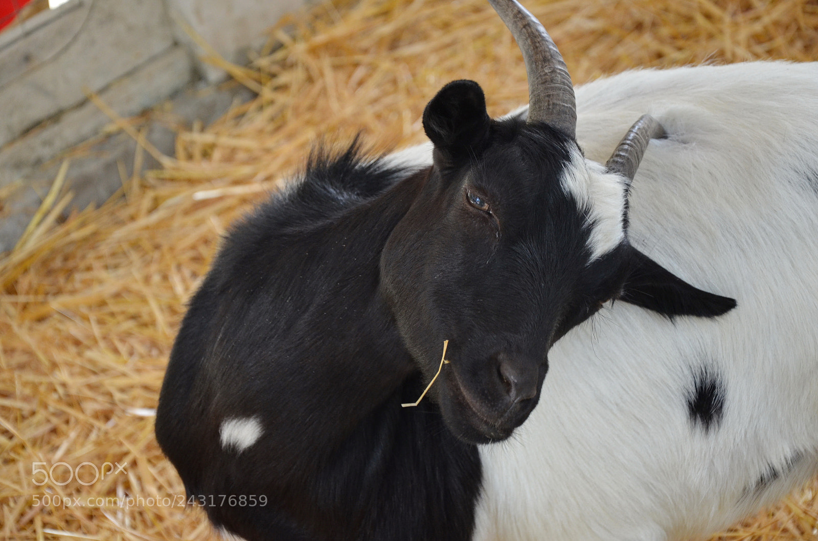 Nikon D5100 sample photo. Goat photography