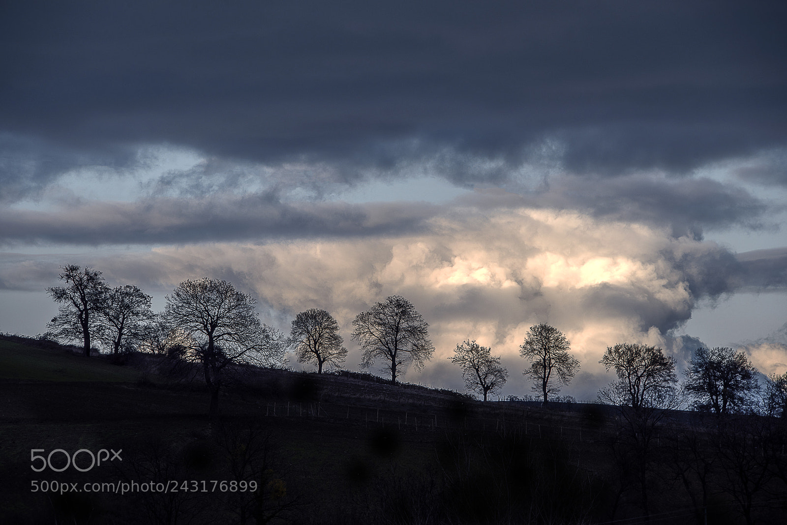 Nikon D810 sample photo. Trees on the horizon photography
