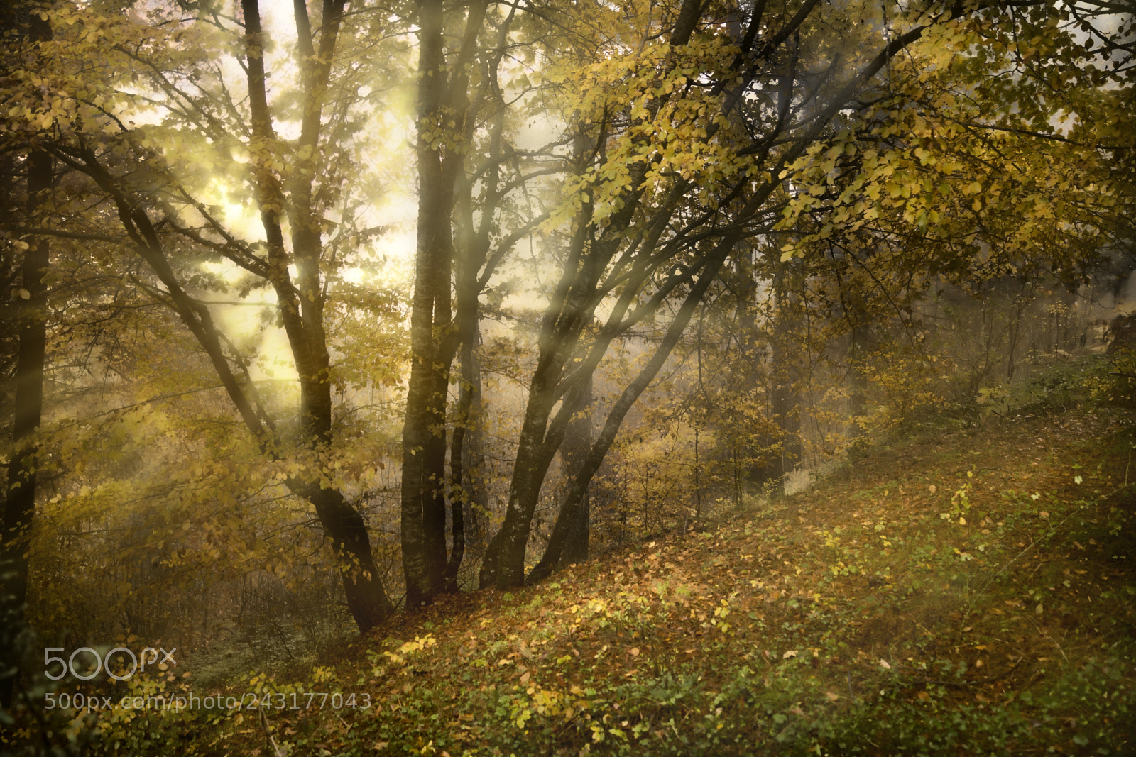 Sony ILCA-77M2 sample photo. Armonie d'autunno photography