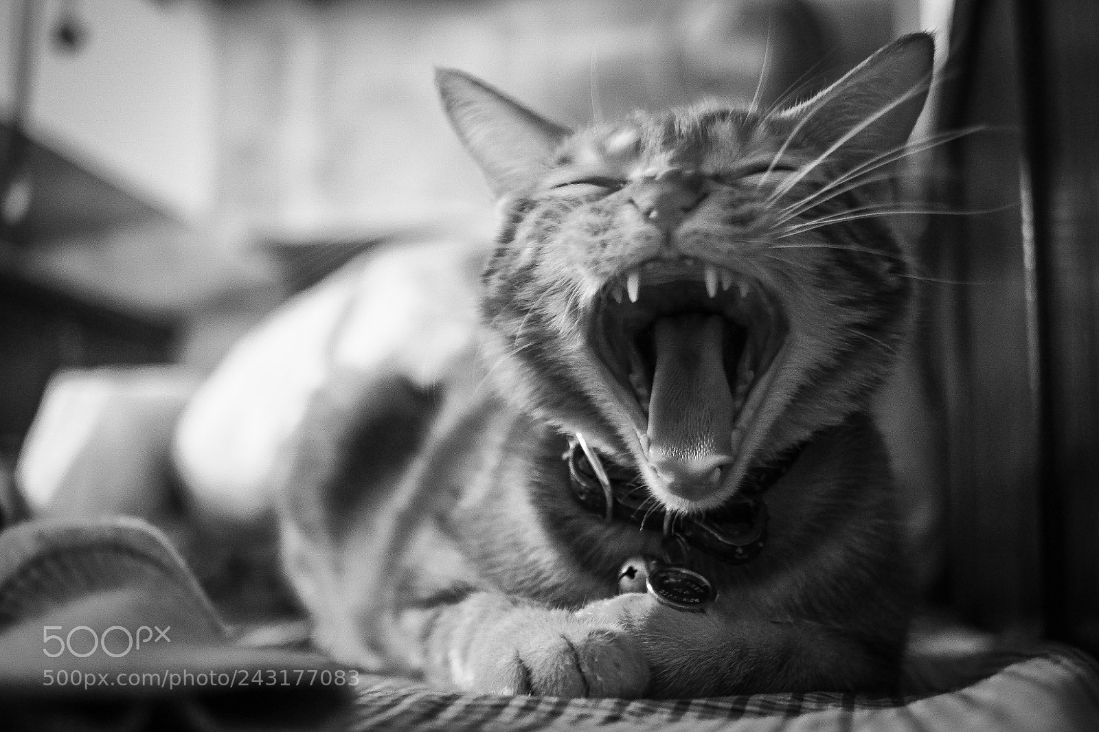 Fujifilm X-E1 sample photo. Yawning leona photography