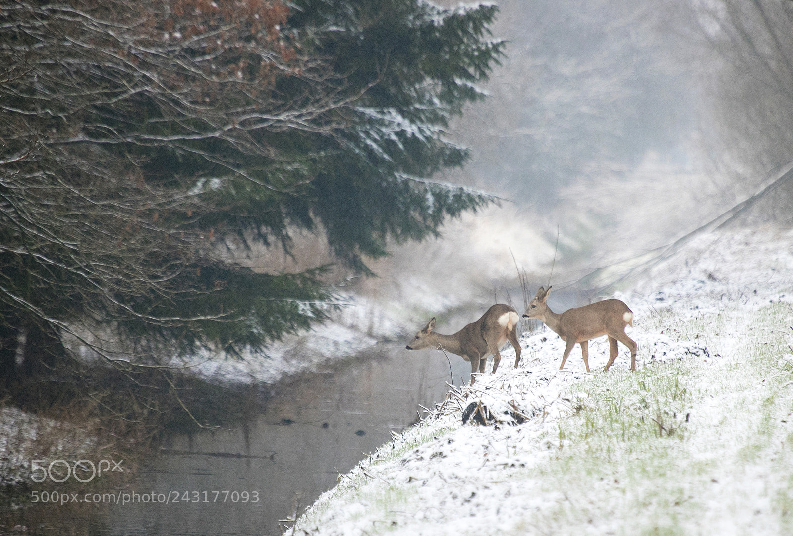 Canon EOS 6D Mark II sample photo. White world photography