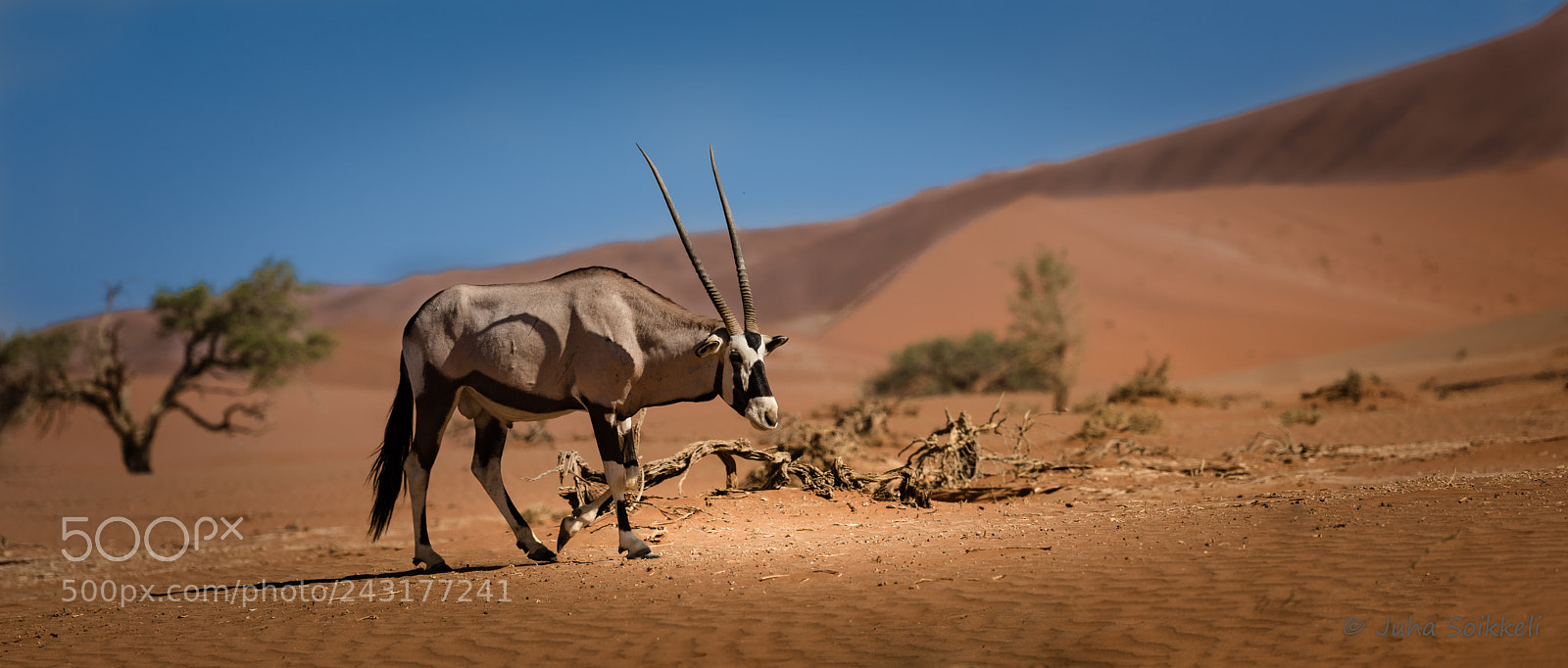Nikon D810 sample photo. Oryx sossusvlei namibia photography