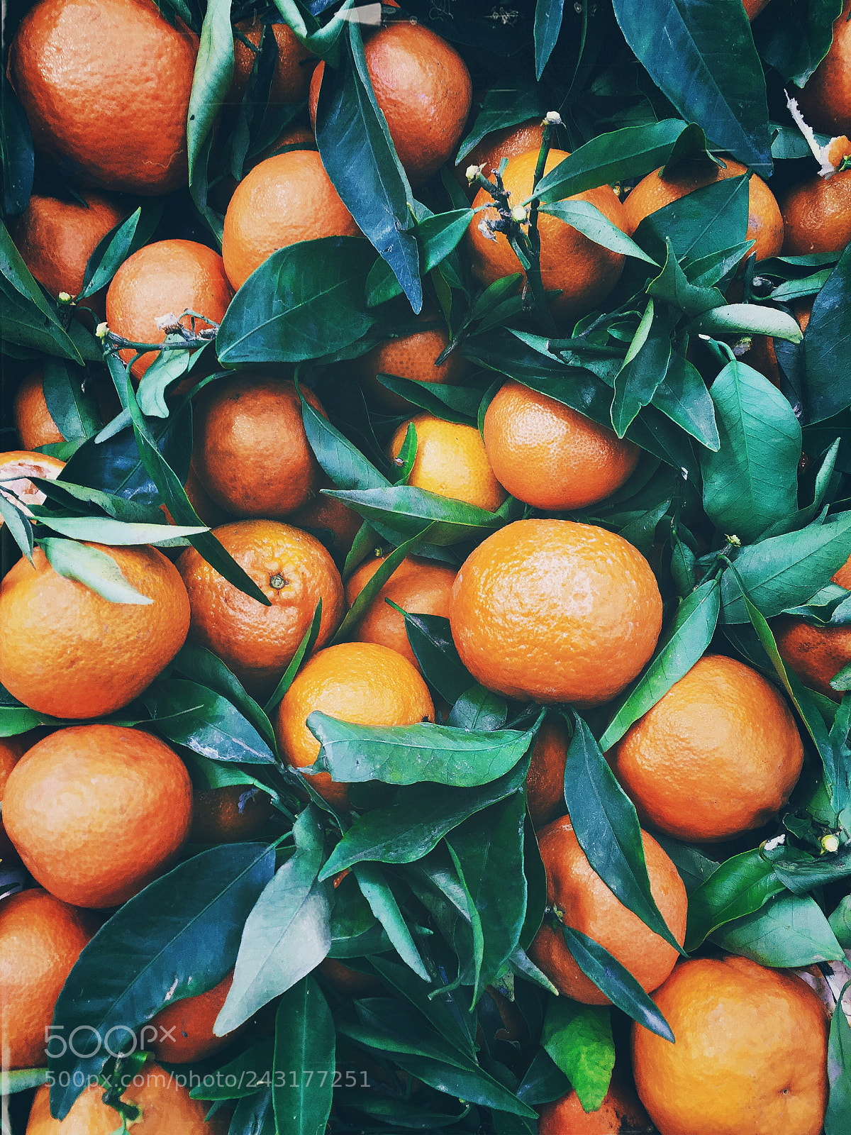 Apple iPhone 6 sample photo. Sweet fresh tangerines photography