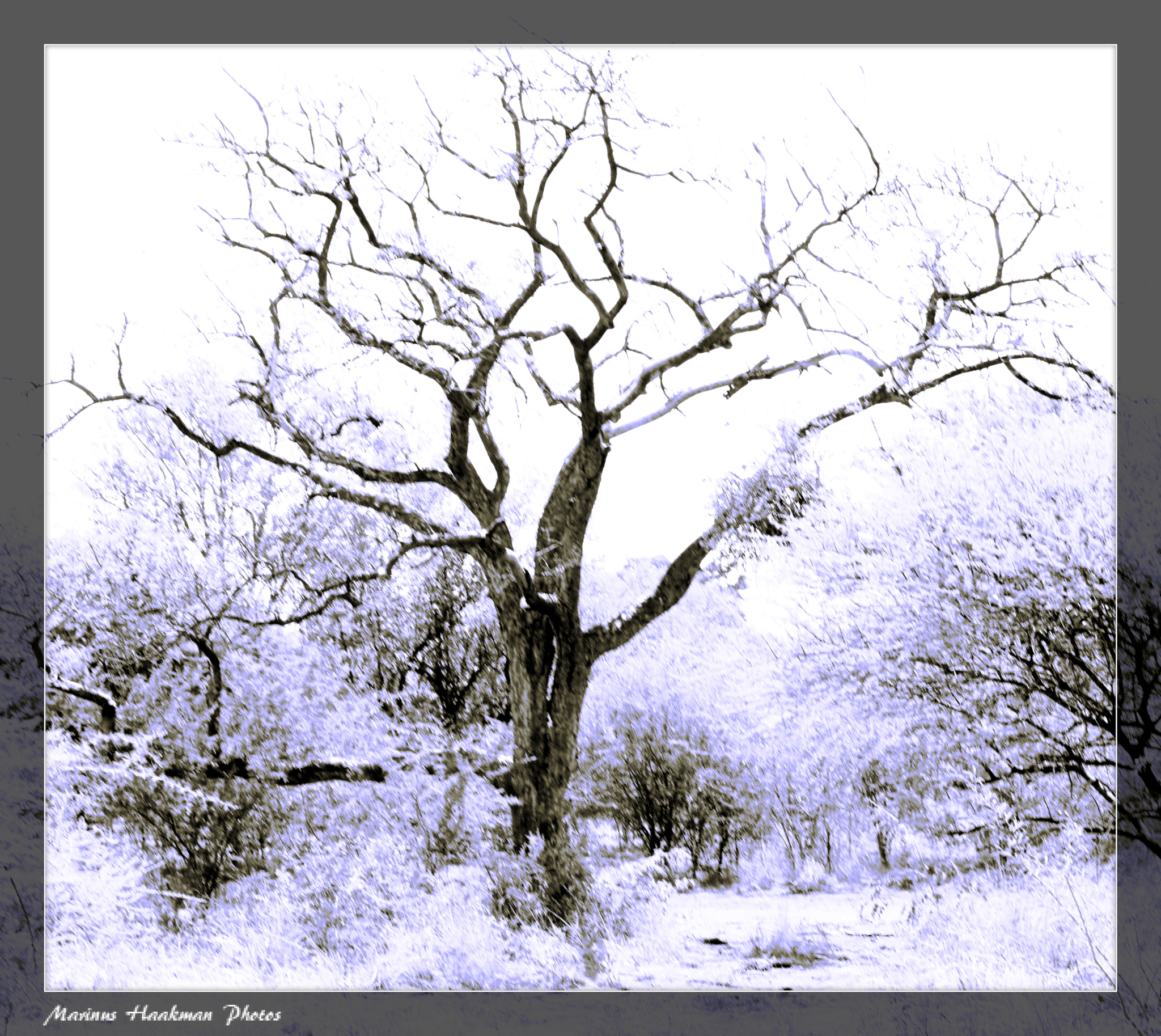 Canon EOS 500D (EOS Rebel T1i / EOS Kiss X3) sample photo. Tree photography