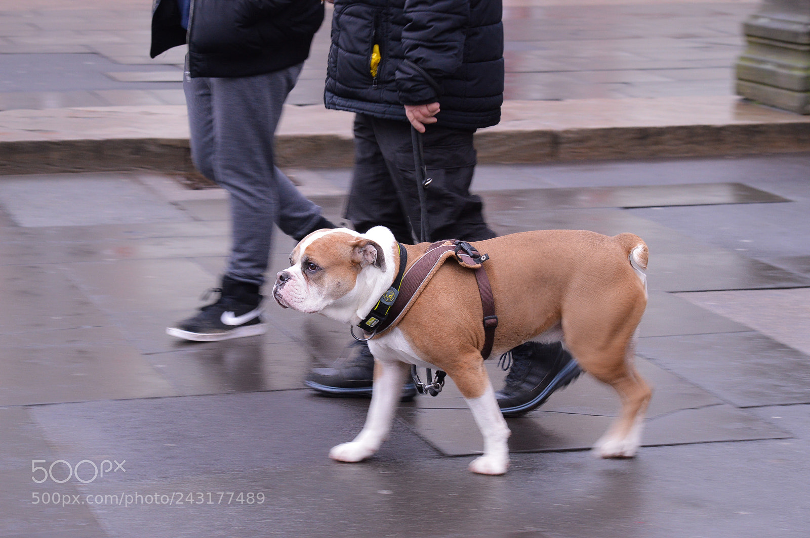 Nikon D3200 sample photo. Dog on the run ! photography
