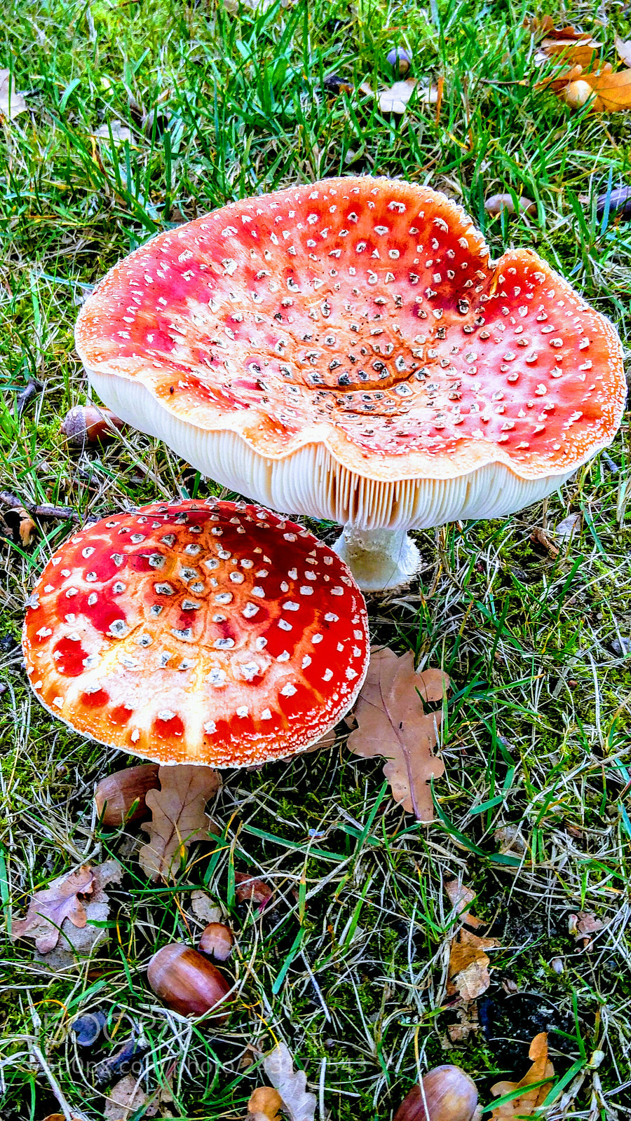 OnePlus 2 sample photo. Wild mushroom on the photography