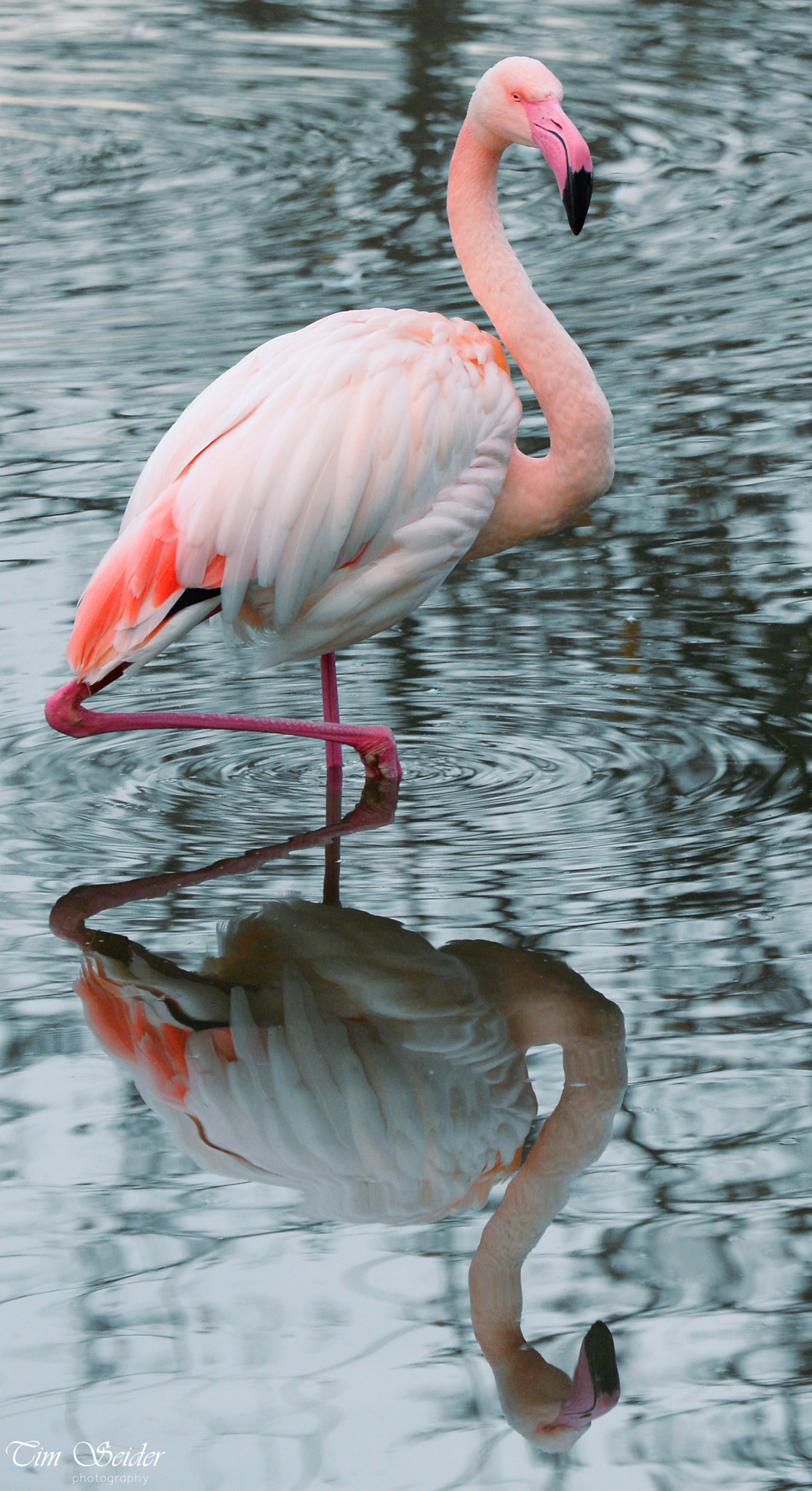 Nikon D610 sample photo. Reflection photography