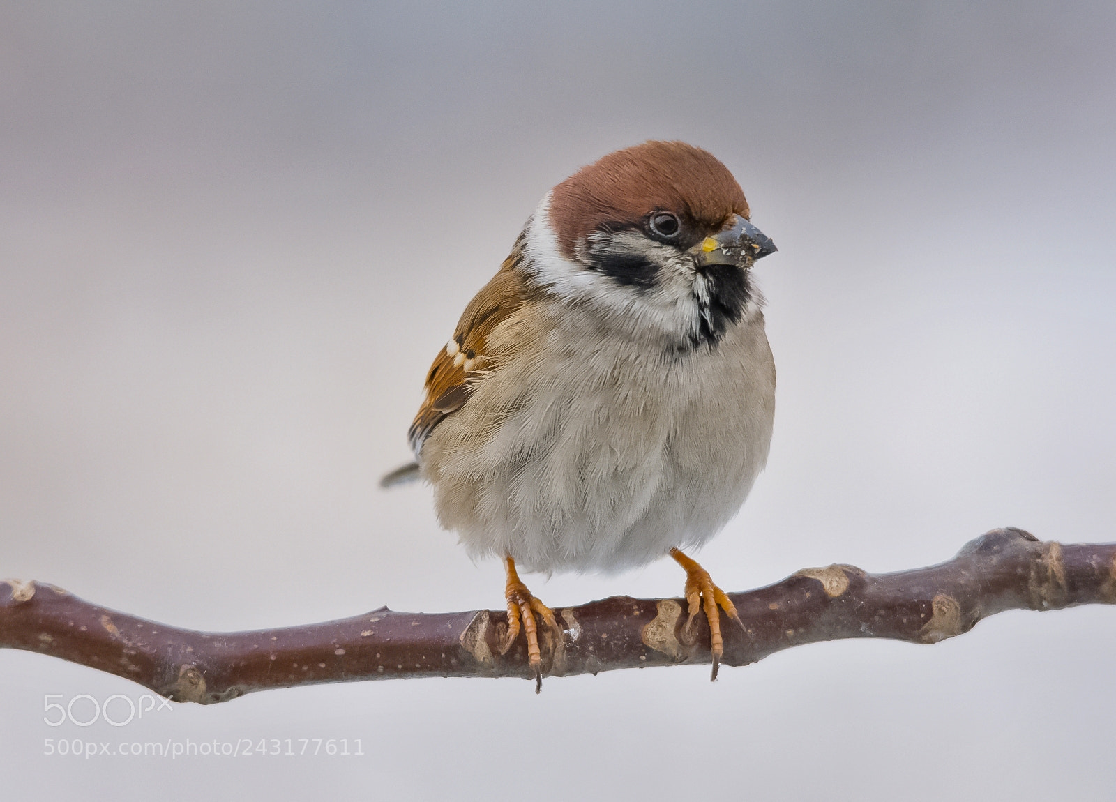 Nikon D7200 sample photo. Tree - sparrow photography
