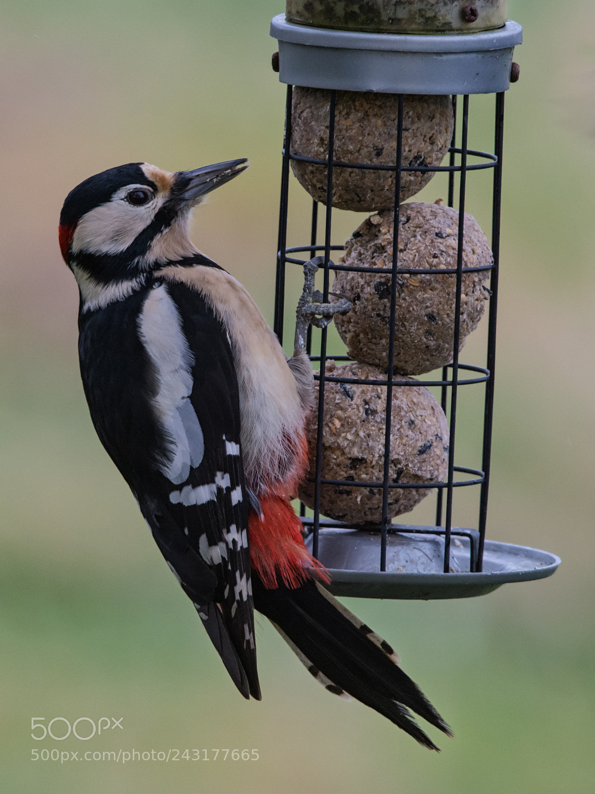 Nikon D7100 sample photo. Young woodpecker photography