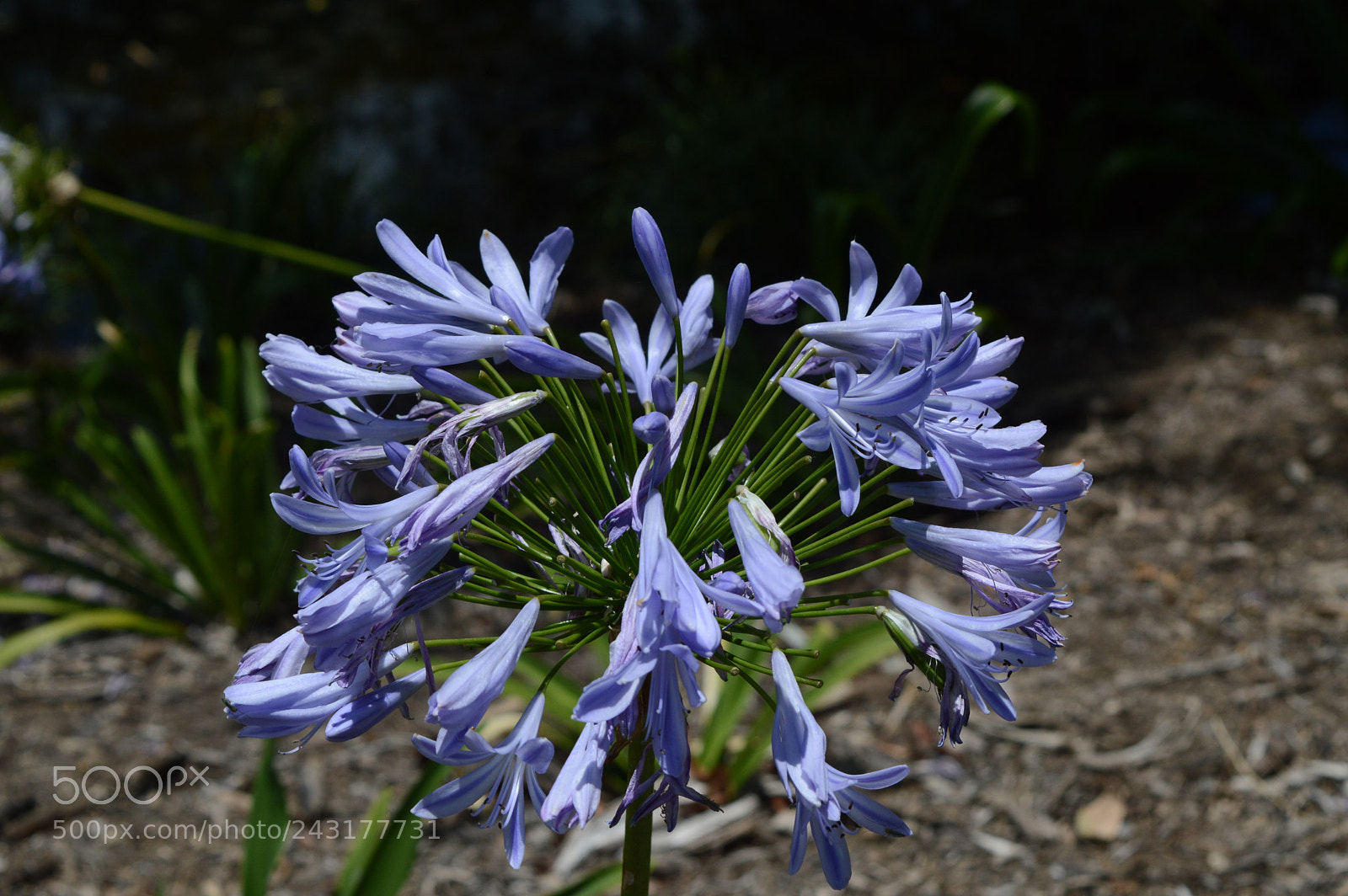 Nikon D3200 sample photo. Purple flower photography