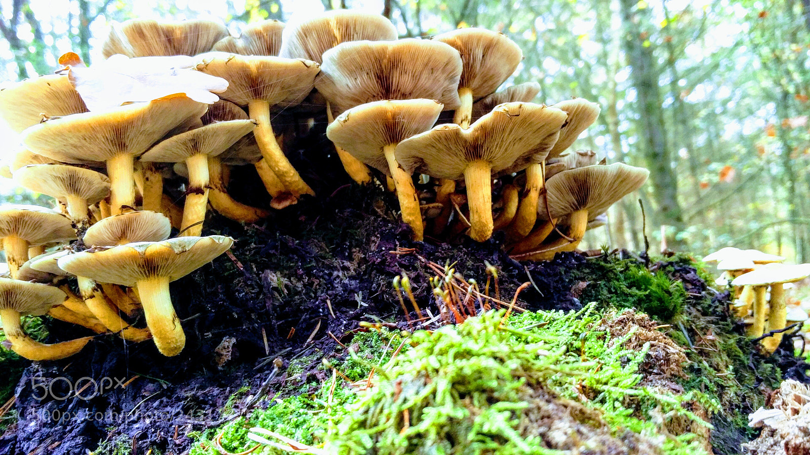 OnePlus 2 sample photo. All these wild mushrooms photography