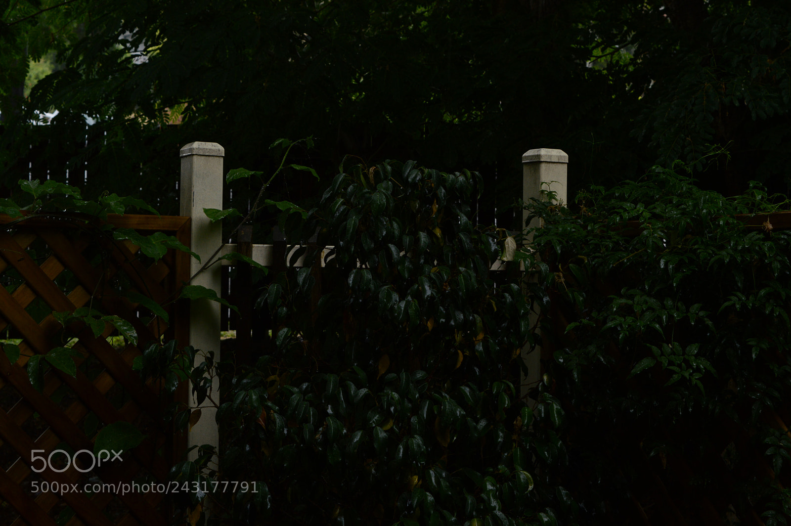 Nikon D3200 sample photo. Dark// rain photography