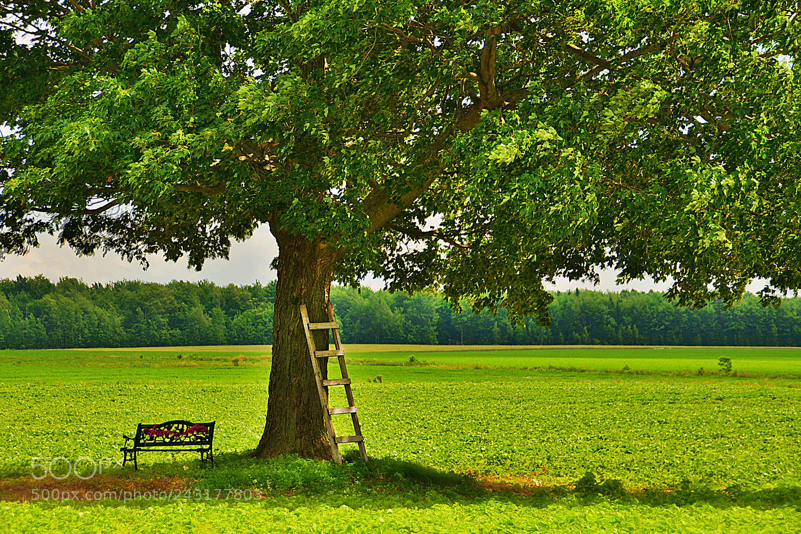 Nikon D7100 sample photo. Sous l’arbre photography