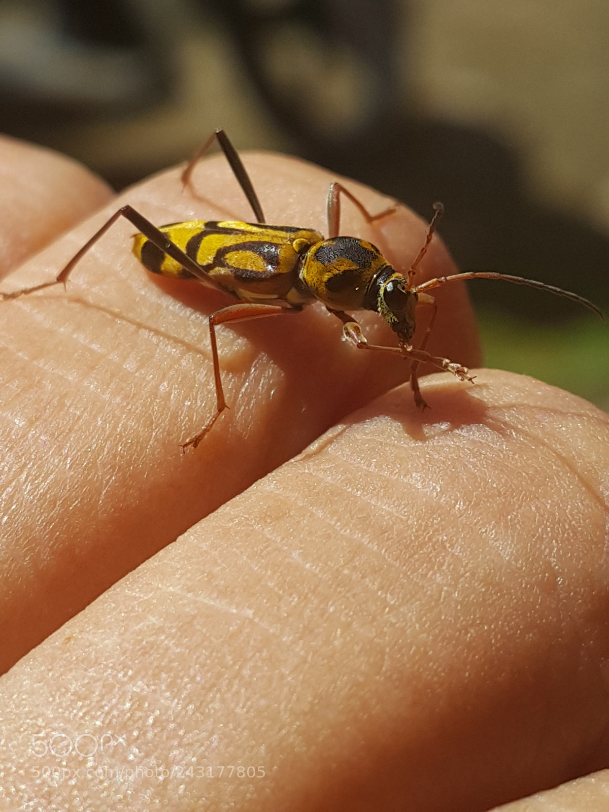 Samsung Galaxy Note4 sample photo. On my hand photography