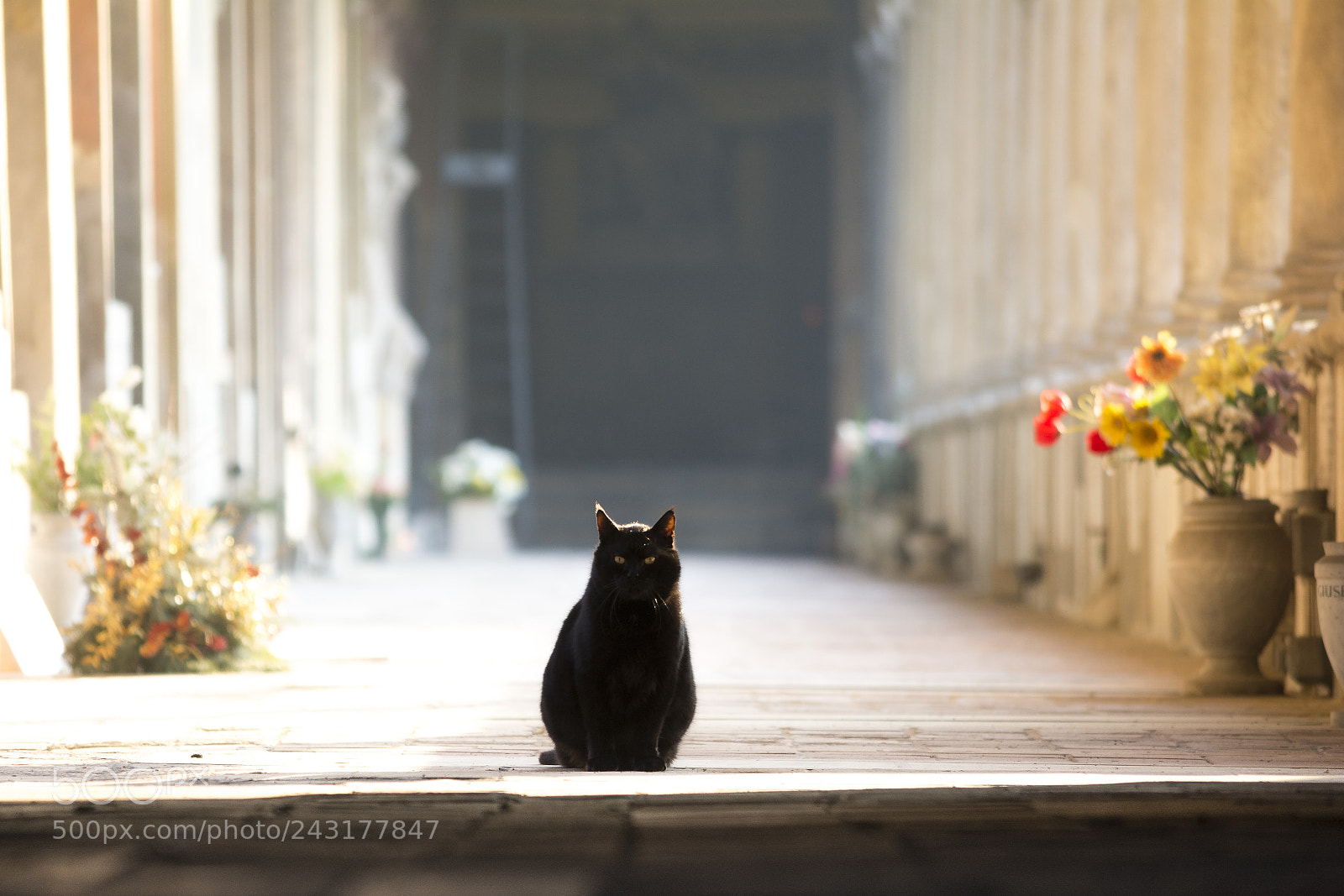 Nikon D7100 sample photo. Black cat photography