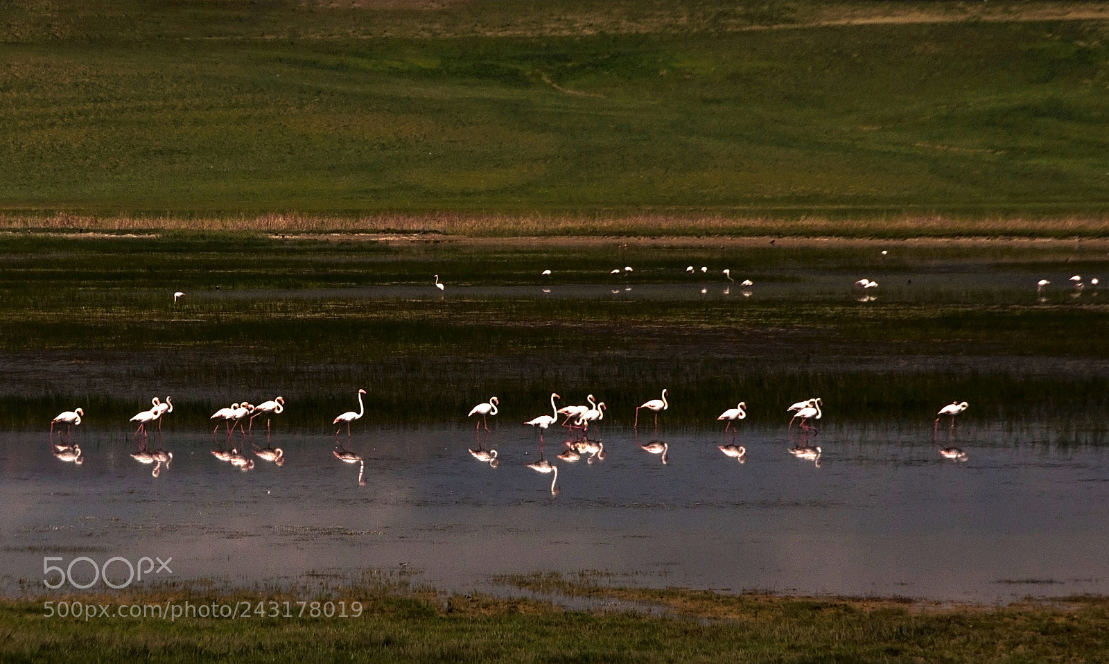 Nikon D90 sample photo. Flamingos photography