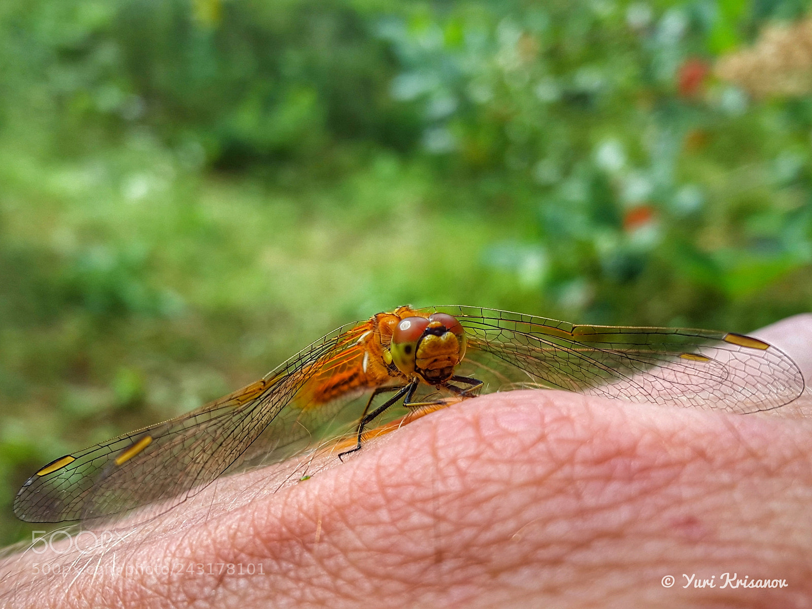 Samsung Galaxy Alpha sample photo. Dragonfly on my hand photography