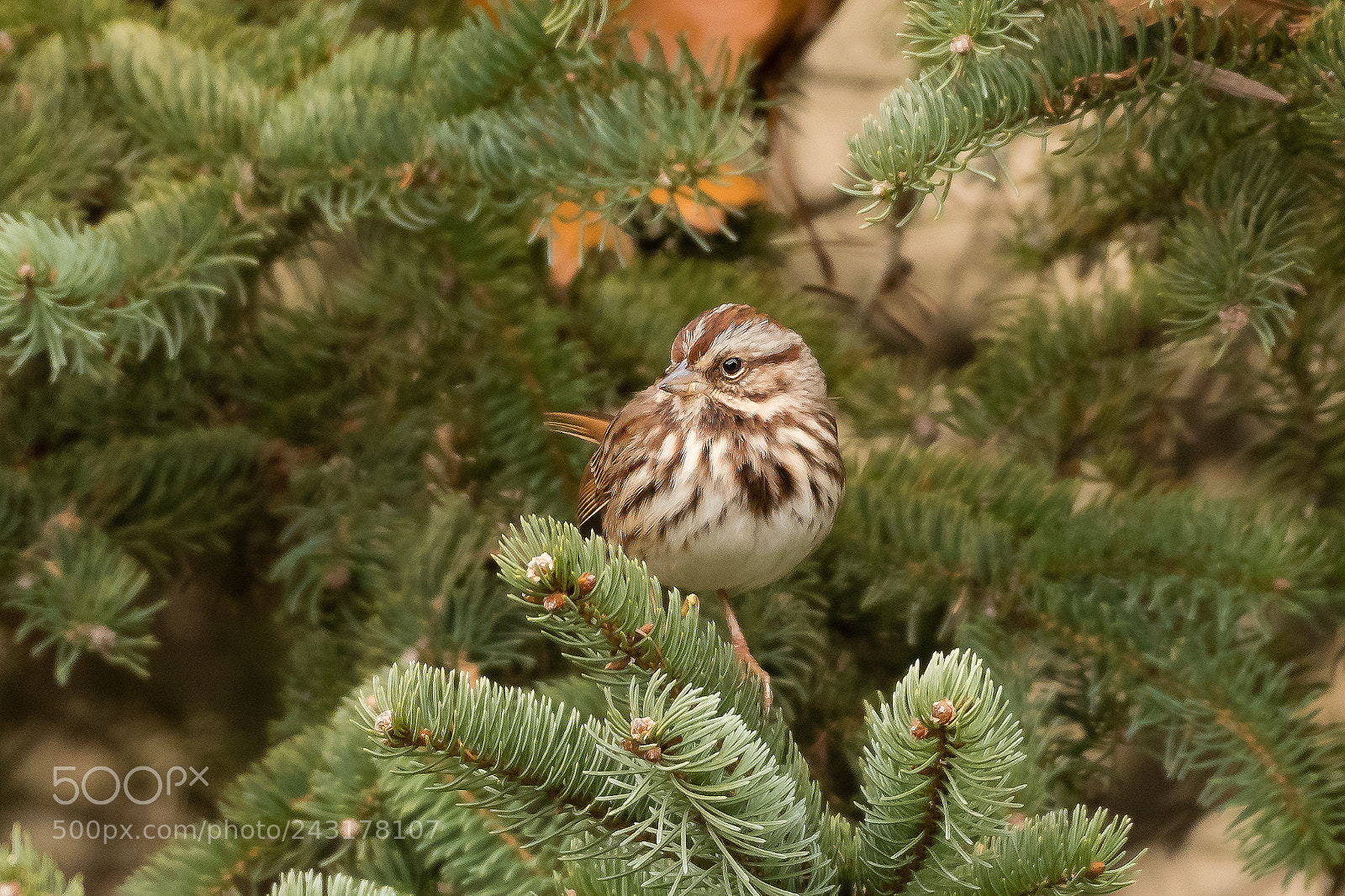Nikon D500 sample photo. Keeping warm photography