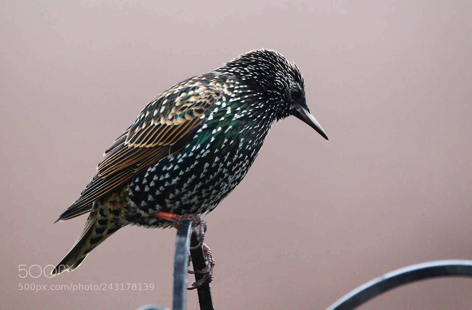 Canon EOS-1D Mark IV sample photo. Starling 1 photography