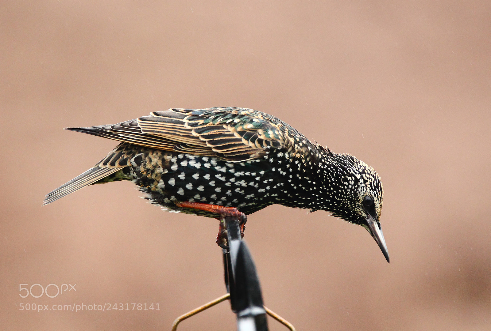 Canon EOS-1D Mark IV sample photo. Starling 3 photography