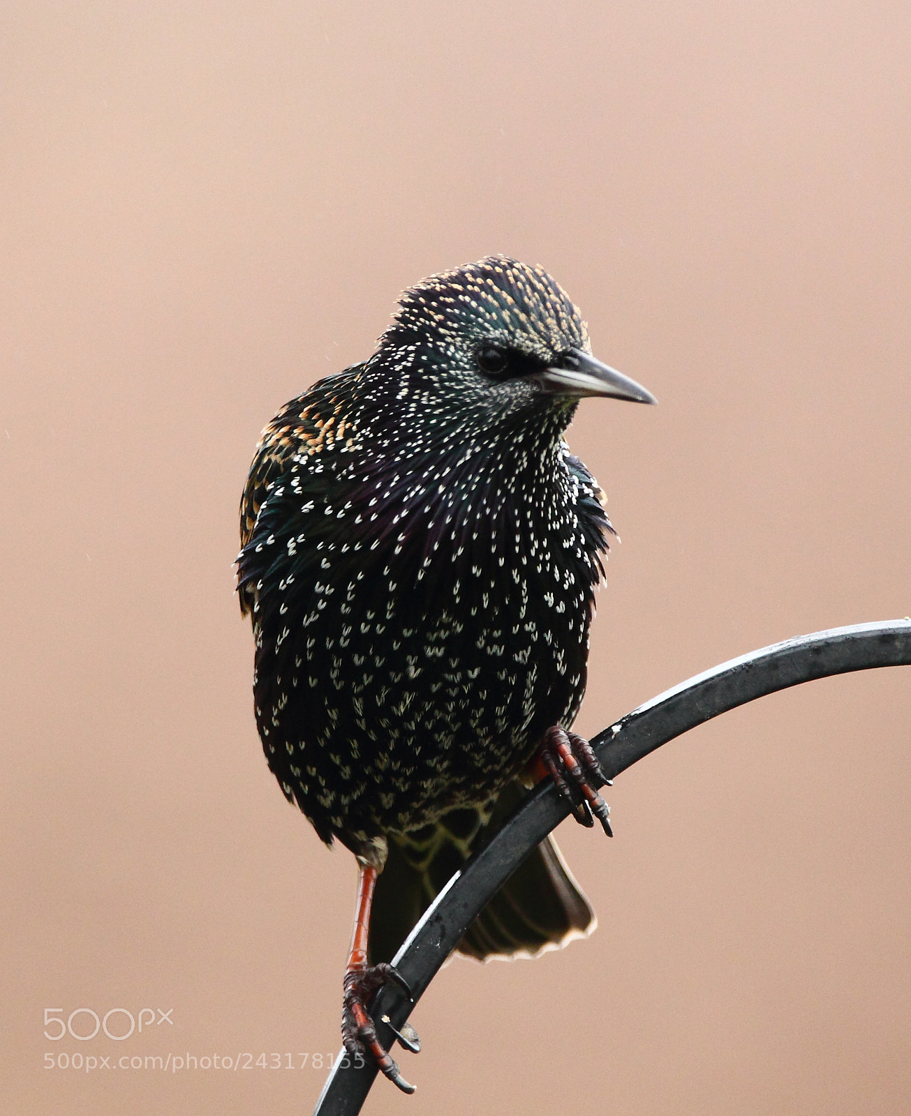 Canon EOS-1D Mark IV sample photo. Starling 4 photography