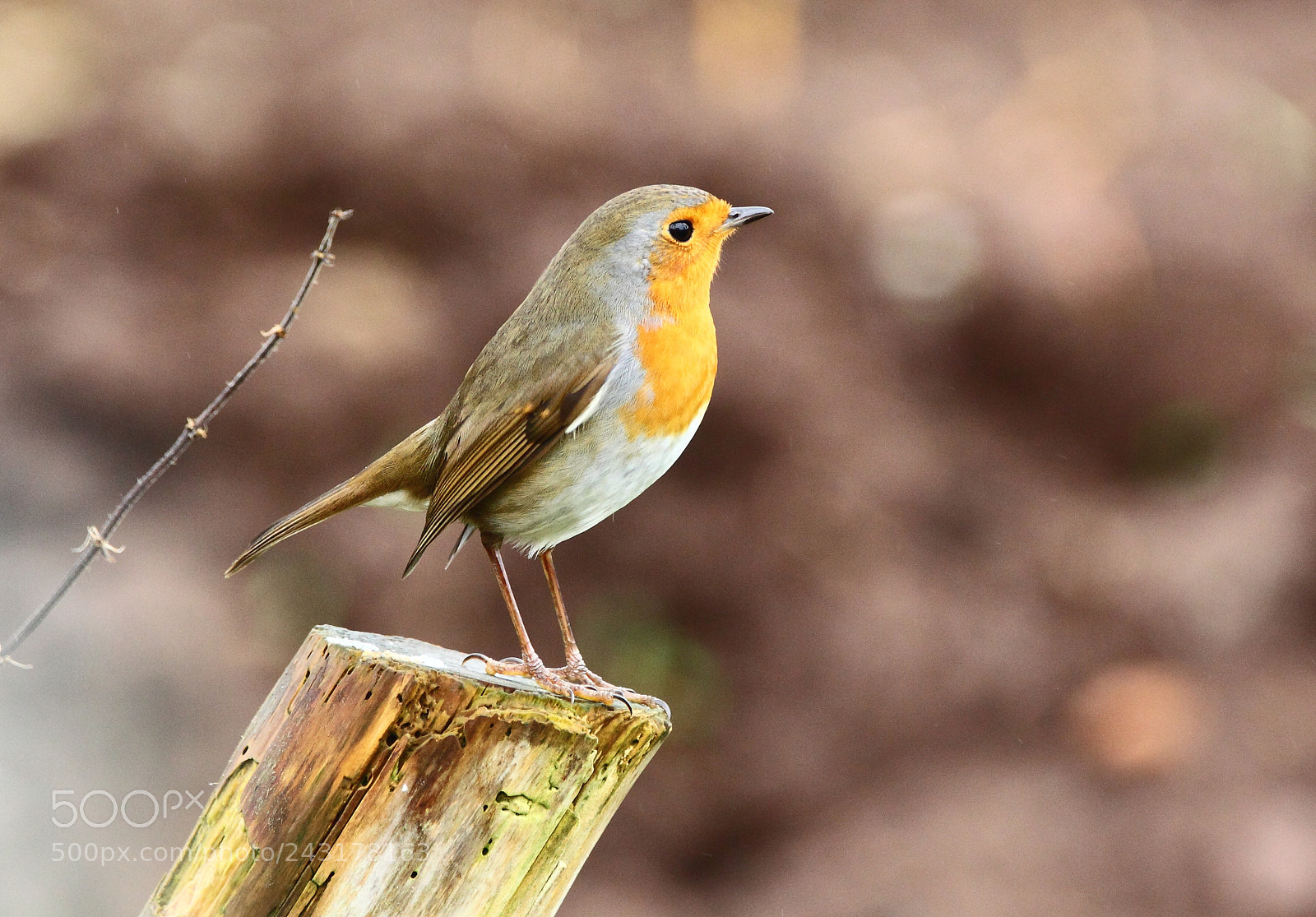 Canon EOS-1D Mark IV sample photo. Robin 3 photography