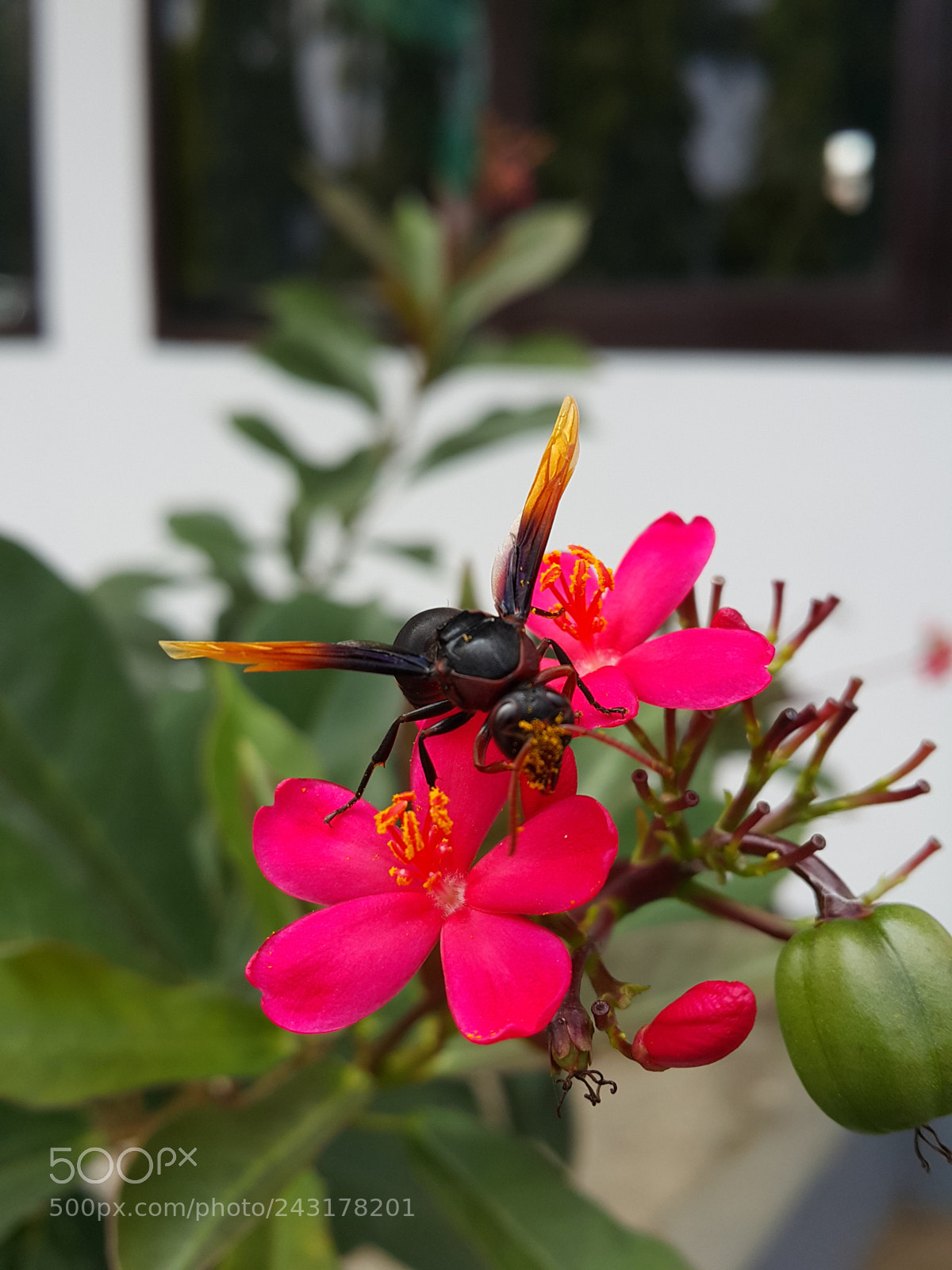 Samsung Galaxy Note4 sample photo. Black beauty photography