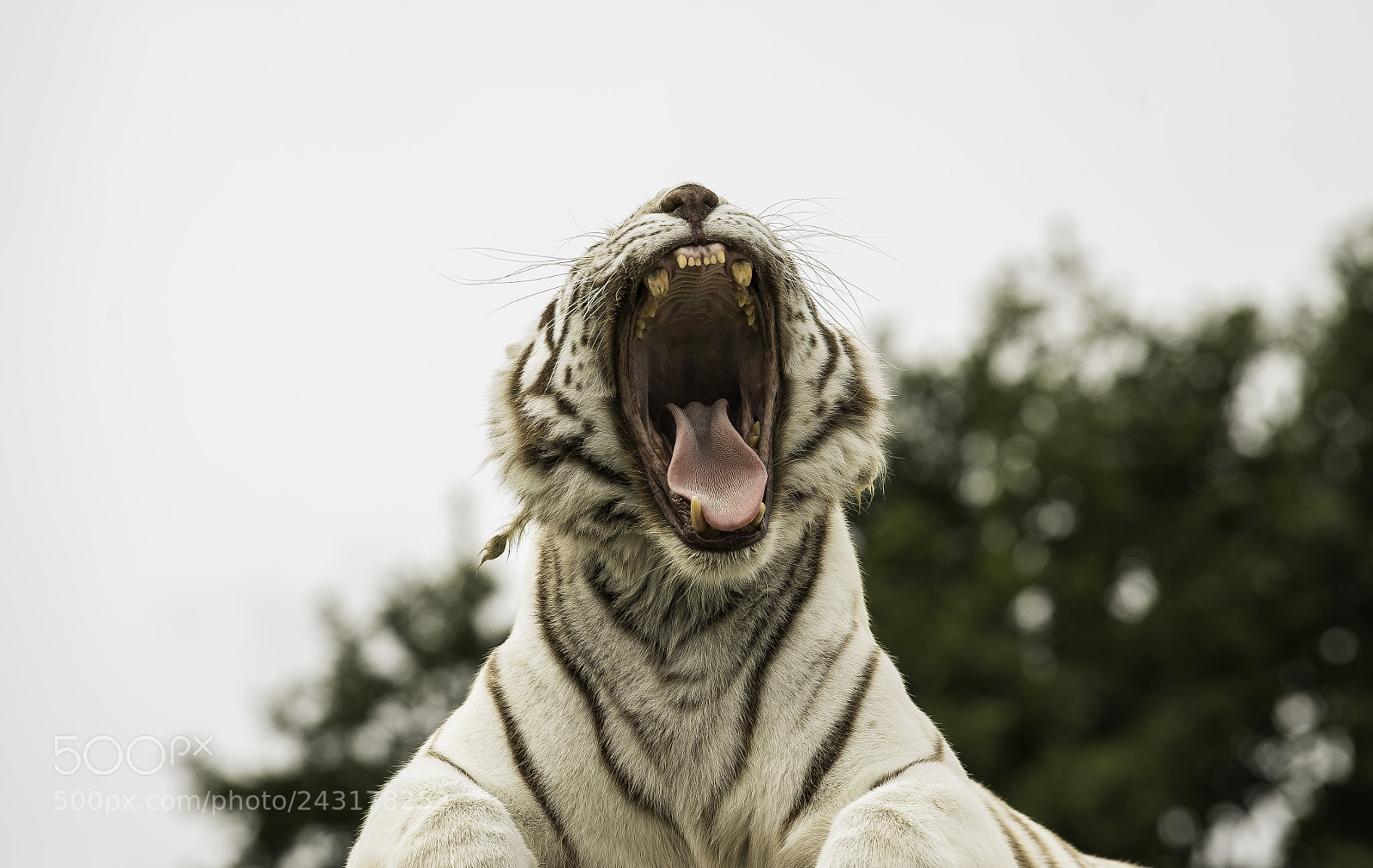 Nikon D5 sample photo. White tiger series photography