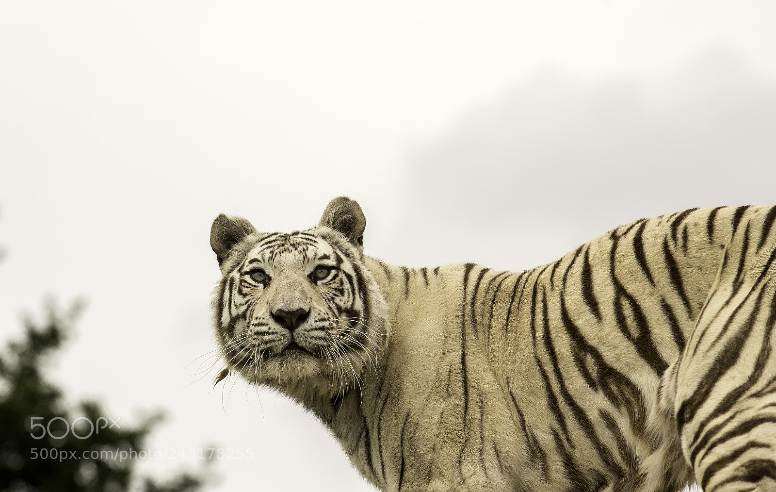 Nikon D5 sample photo. White tiger series photography