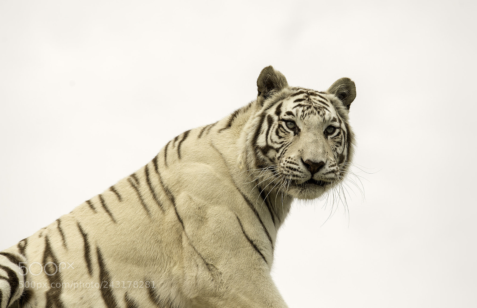 Nikon D5 sample photo. White tiger series photography
